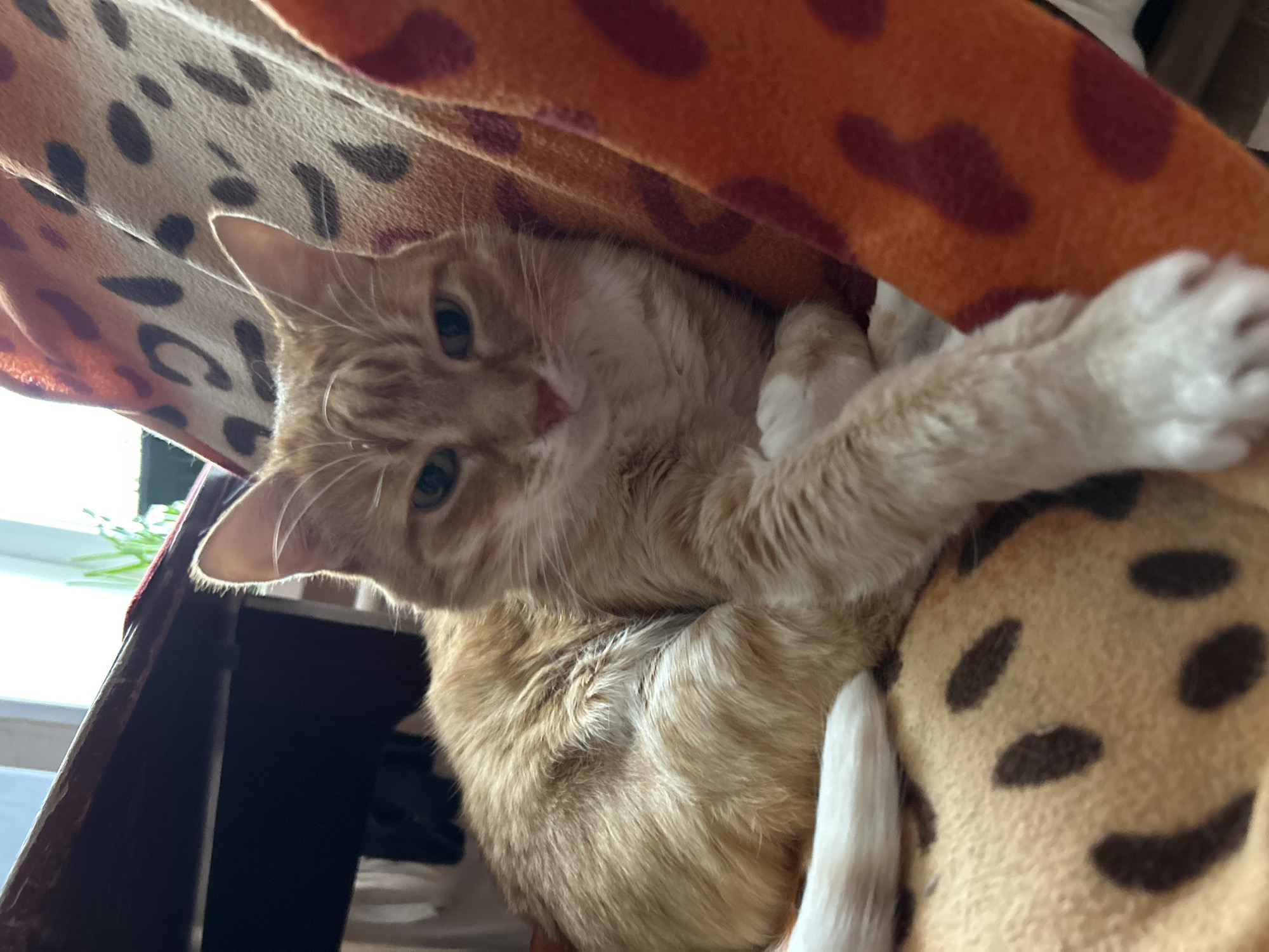 A close-up, slightly angled shot depicts an orange tabby cat lounging under two blankets with animal print patterns. The cat's head is facing the camera with its front paws extended. The blankets appear to be of fleece material. The setting is indoors, near a window, where a small portion of the external environment can be glimpsed. The image does not give any evidence of location in the city of Chaikovsky, Russia.