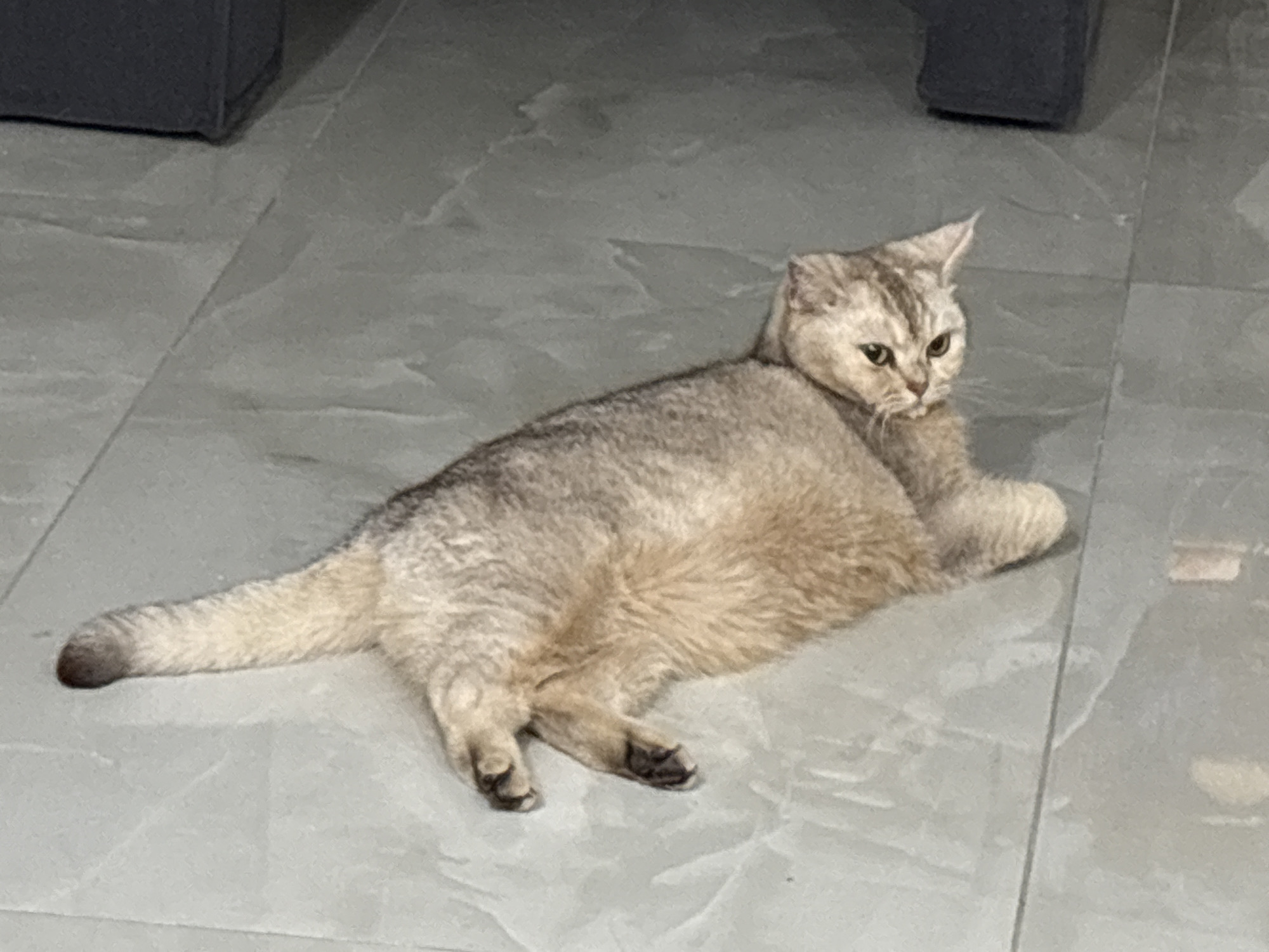 A medium shot depicts a light brown and gray cat laying on a gray tile floor. The cat is positioned in the center of the frame, with its head turned to the right and its tail extended to the left. A dark gray object sits in the background. The location is Unknown.