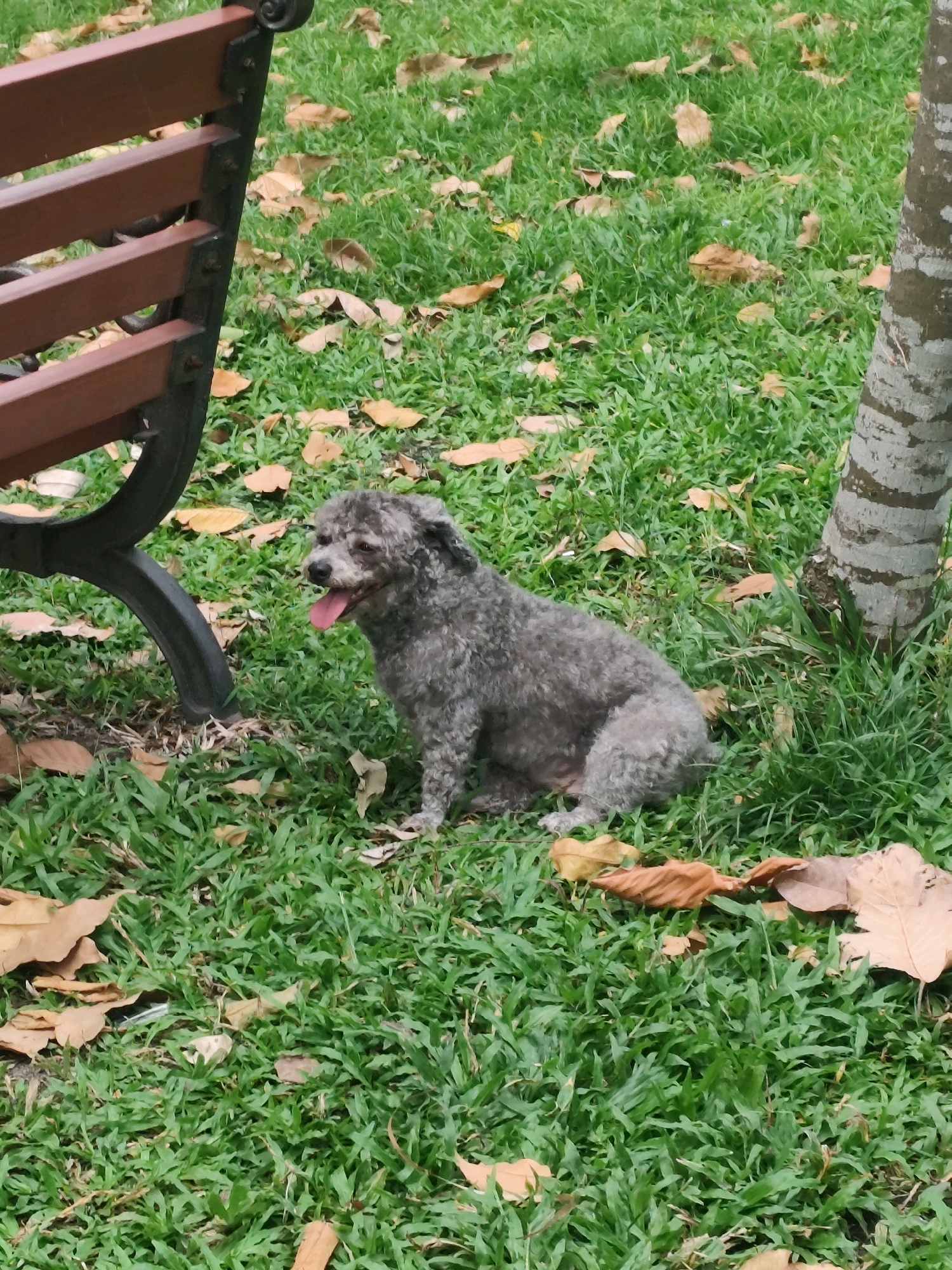 A small, gray poodle sits on a patch of green grass scattered with fallen brown leaves. The dog is facing to the left, with its tongue hanging out. Behind the dog, a portion of a brown wooden park bench is visible, along with the base of a tree trunk with rough, gray bark. The scene appears to be in a park setting, possibly in Ho Chi Minh City, Vietnam, given the tropical foliage.