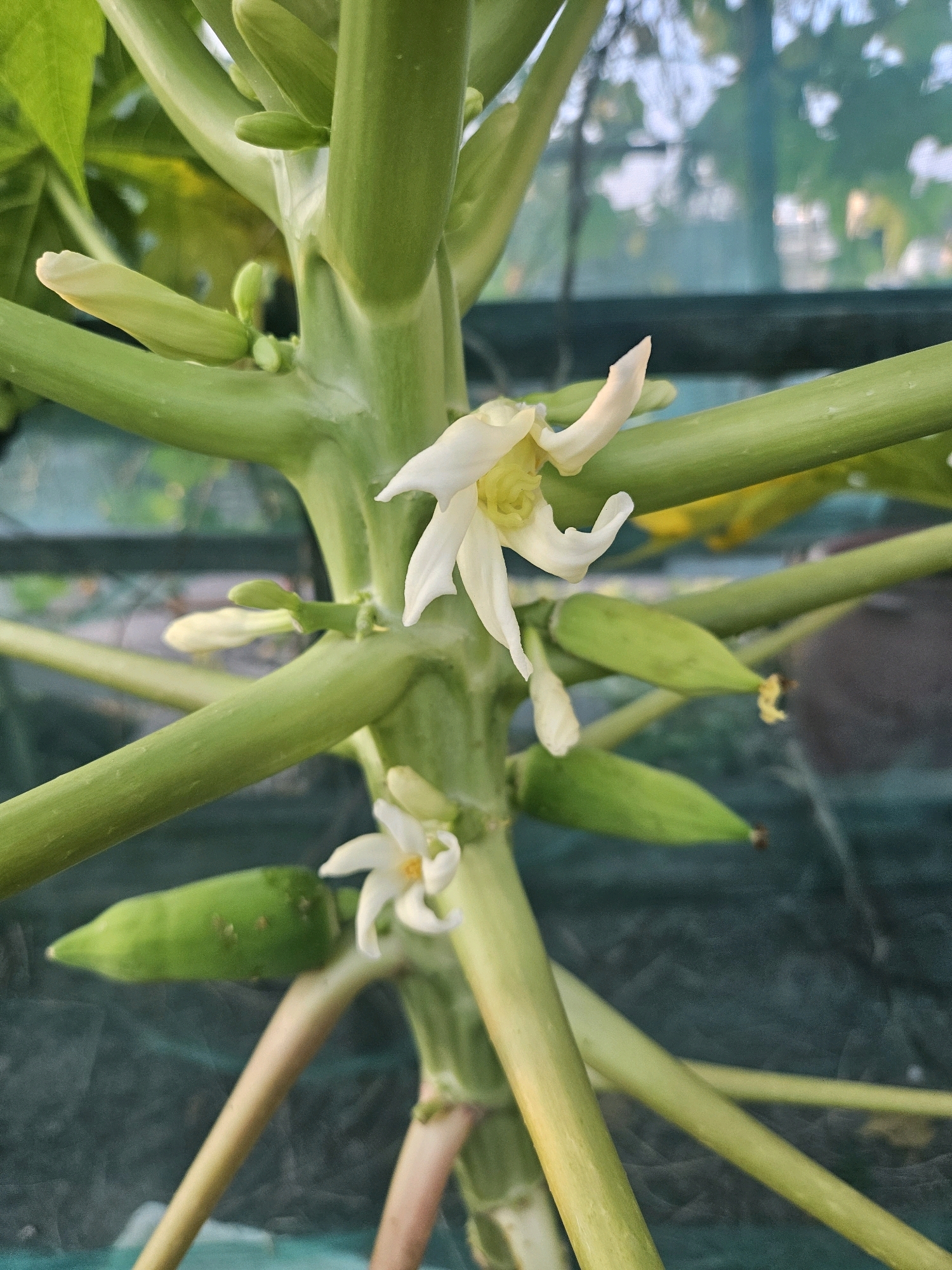 This is a close-up, eye-level, outdoor photograph of a papaya plant's stem and branches. The plant has thick, green, segmented stems and branches, with several green, immature papaya fruits visible. There are also white papaya flowers with yellow centers, some of which are partially open and others fully bloomed. The background is blurred, showing a green mesh or netting structure, suggesting the plant might be in a greenhouse or covered area. The lighting appears to be natural daylight. There are no people or animals visible in the image. This image was taken in Huwei Township, Taiwan.