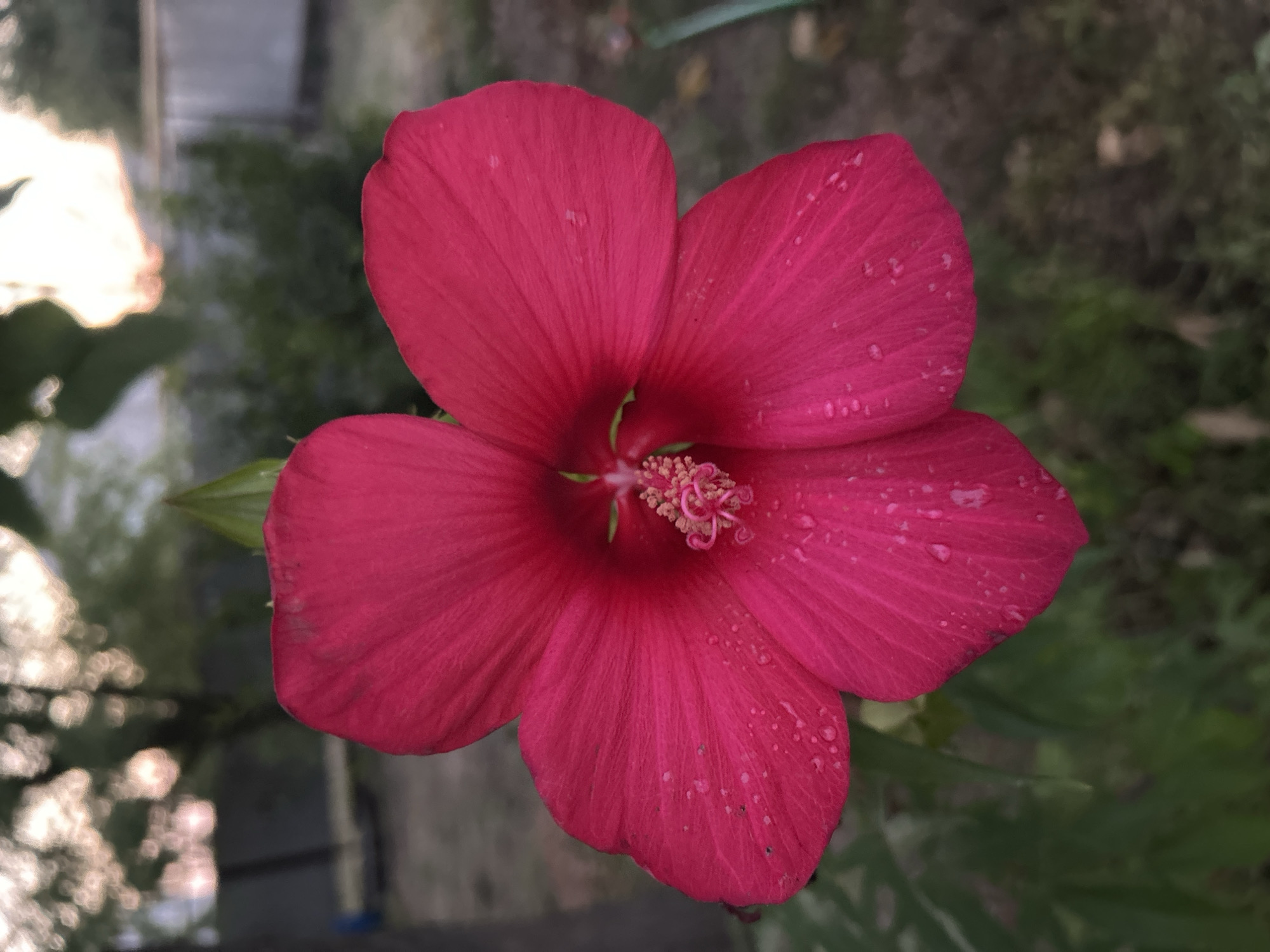 A close-up, full-frame shot captures a vibrant, fuchsia-colored hibiscus flower in bloom. The flower's five petals are unfurled, displaying a delicate texture and subtle variations in color. Tiny water droplets are visible on the petals, suggesting recent rain or dew. The center of the flower features a prominent stamen with light pink pollen. The background is softly blurred, with hints of green foliage, a tree trunk to the left, and what appears to be a fence and building structure in the distance, suggesting an outdoor setting in a suburban or rural environment, possibly within the city of Varenovka, Russia. The lighting indicates it may be late afternoon or early morning, with soft, diffused sunlight filtering through the leaves. There are no people or animals present in the image.