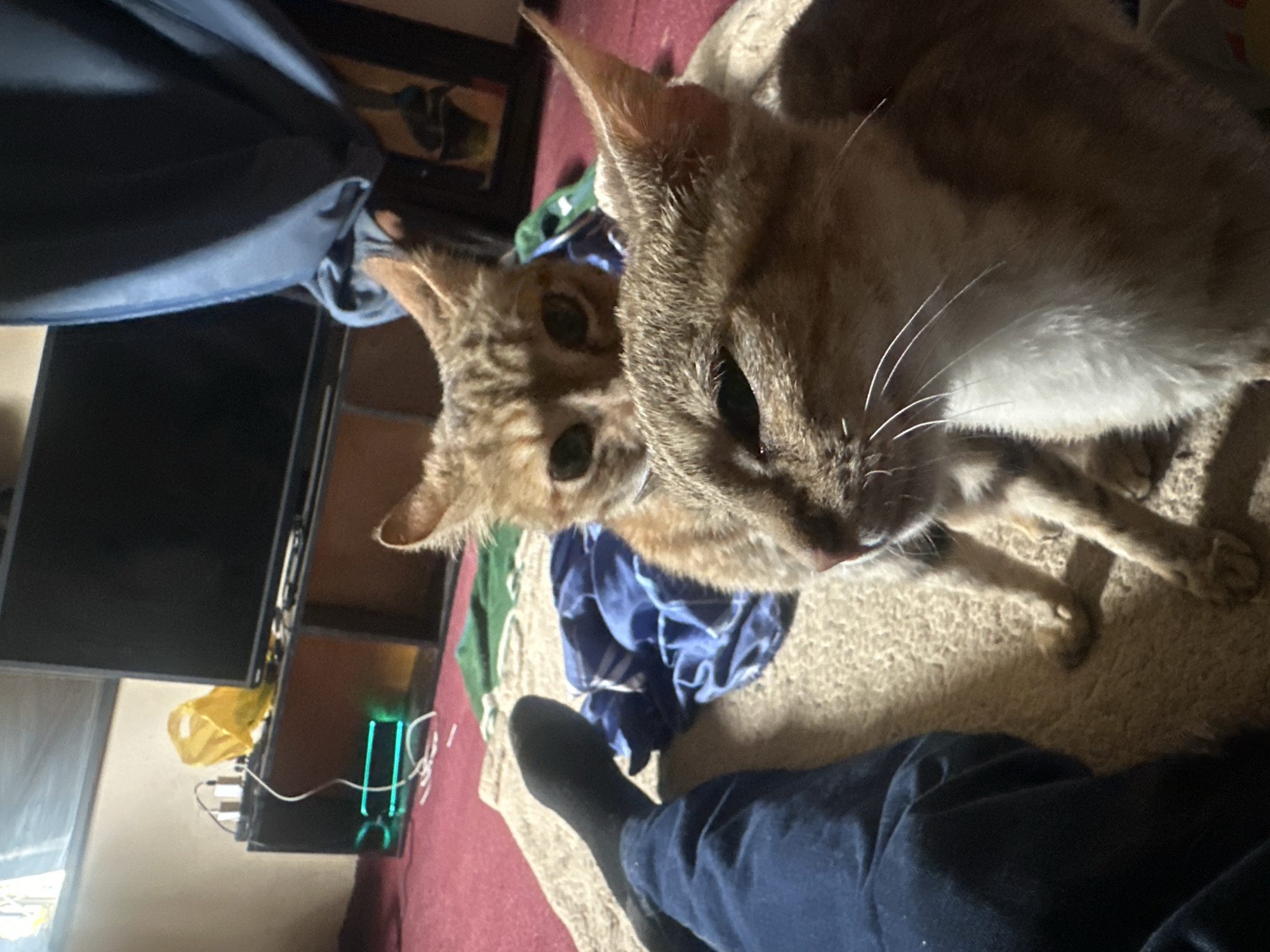 Two domestic shorthair cats are in the foreground, with one cat's head close to the camera, facing left, and the other cat's head behind and above it, facing the camera. The cats have tabby markings. The image is taken from a low angle, showing a person's legs and feet clad in dark socks and blue pants on the left side. They are lying on a carpeted floor. In the background, there is a television set on a wooden cabinet, with some electronic devices and a yellow bag on top of it. There are also draped blue and green fabrics on the floor. The scene appears to be indoors, in a residential setting, possibly in Jos, Nigeria, given the context.