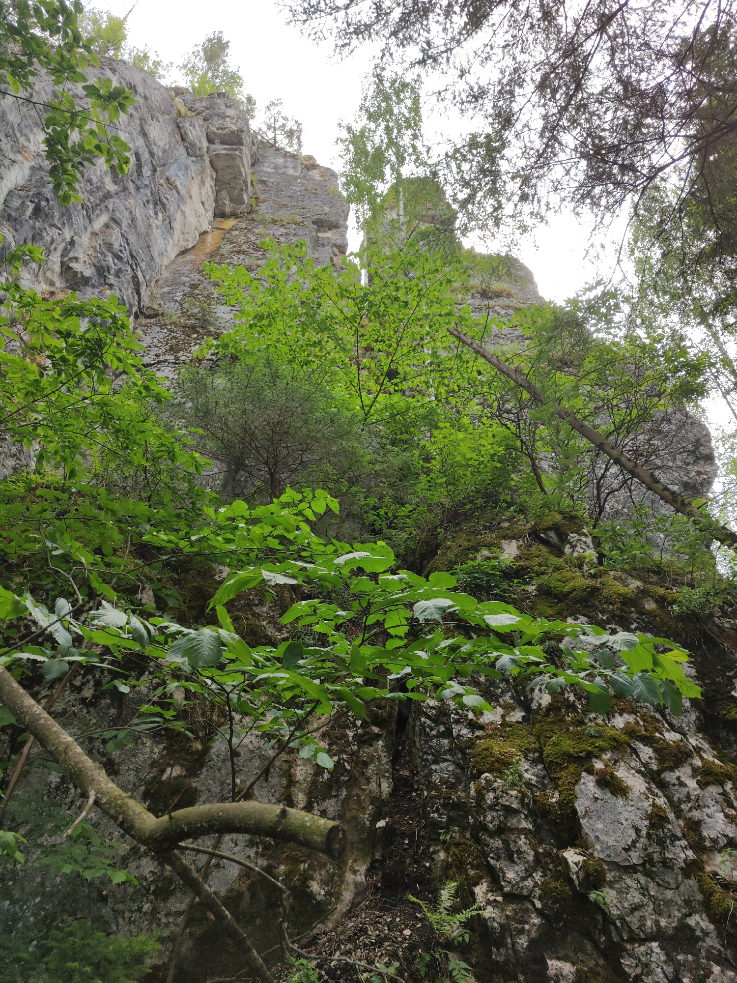 The image depicts a rocky cliff face overgrown with vegetation, likely located near the city of Sim, Russia. The cliff is composed of grey rock, with moss and small plants growing in crevices. A variety of trees and bushes with green leaves cover parts of the cliff and obscure the upper portion of the rock formation. The sky is overcast and visible through the tree branches. A horizontal tree branch stretches across the lower left corner of the frame.