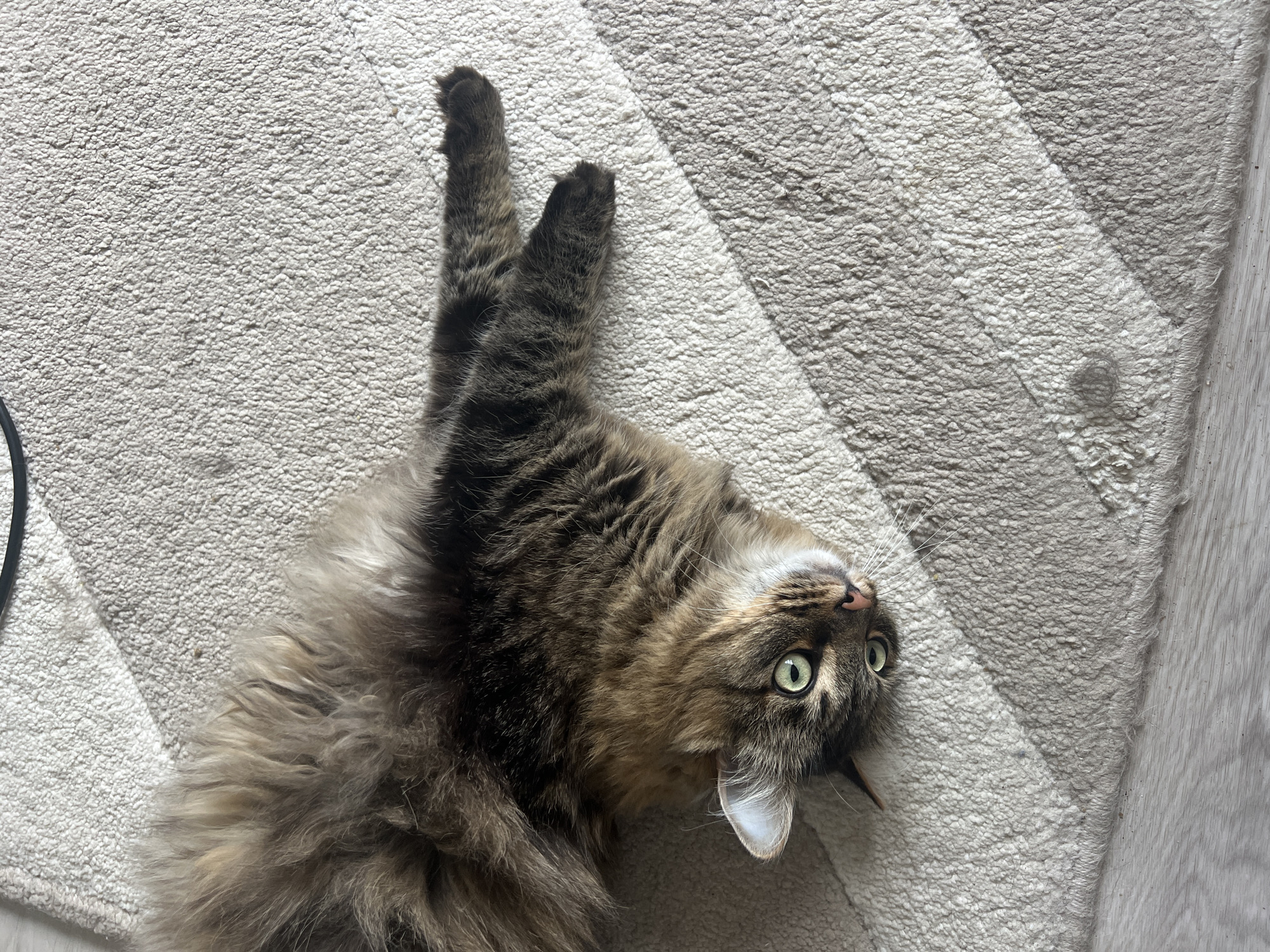 A fluffy brown tabby cat lies on its back on a light gray textured rug with its paws extended upwards. The cat has striking green eyes and a light pink nose. The edge of a light wood floor is visible to the right of the rug. The background also includes a black electrical cord along the left. The location is presumed to be inside a home and, based on the request, is associated with Chaikovsky, Russia.