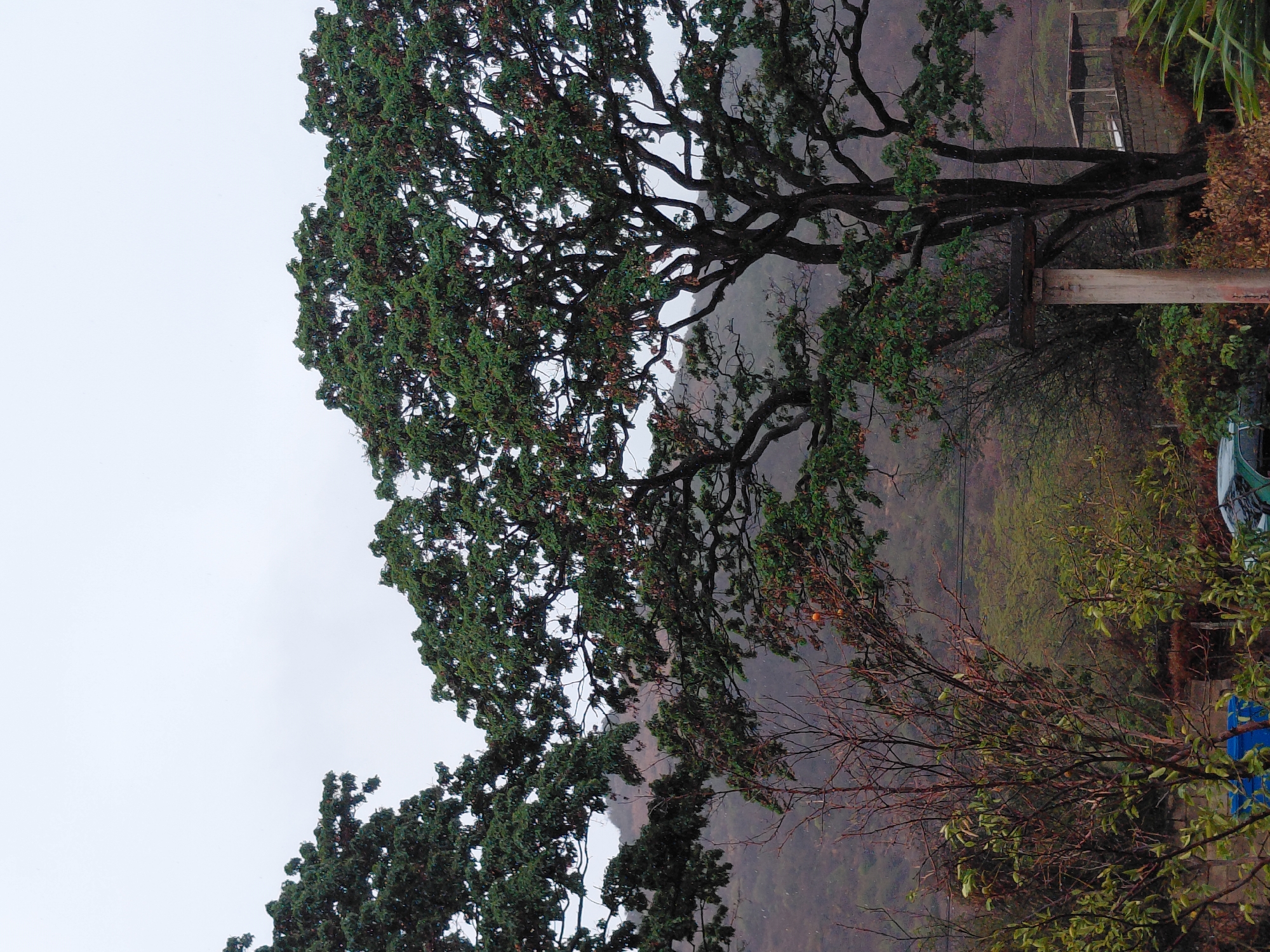 The image displays a natural outdoor scene, likely a hillside or mountainous area, captured under an overcast sky. A large, mature tree with a dense canopy of dark green foliage and prominent, gnarled branches dominates the right side of the frame, extending from bottom to top. Its thick trunk is partially visible near the bottom right.
To the left and behind this large tree, the background consists of hazy, forested hills or mountains, appearing muted in color due to the distance and atmospheric conditions. The upper left portion of the image is filled with a bright, overcast sky, indicating a cloudy daytime setting with diffuse light.
Near the trunk of the large tree, a vertical wooden post or support structure is visible, suggesting some human presence or construction in the area. Further down and to the left, a smaller tree or large shrub with mostly bare, dark branches and some patches of green leaves adds textural variety to the vegetation. At the very bottom right, a small blue object, possibly part of a vehicle or a tarp, can be glimpsed amidst the foliage. The overall atmosphere is tranquil and subdued, characteristic of an overcast day in a lush, natural environment. The scene is located in Santa Ana, Venezuela. No people or visible text are present.