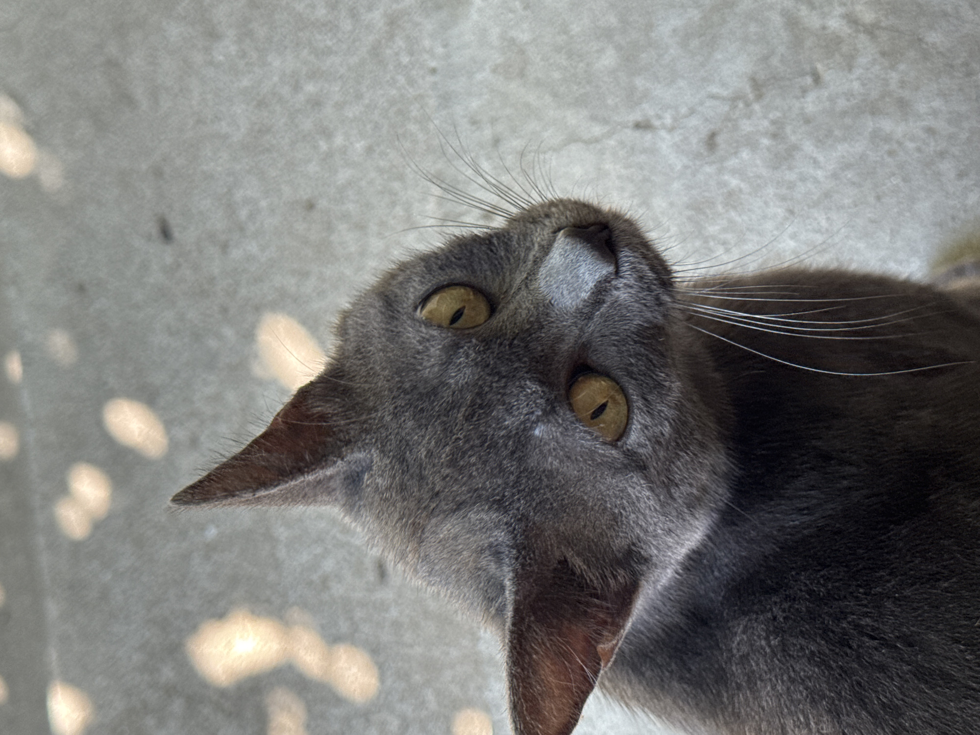A close-up, eye-level shot captures a grey cat with yellow eyes tilted its head to the right, looking directly at the camera. The cat's fur is short and appears to be a solid grey color. Its ears are pointed upwards, and its whiskers are long and prominent. The background consists of a rough, grey surface, possibly concrete, with dappled light patterns scattered across it, suggesting an outdoor setting. The image was taken in Qonaev, Kazakhstan. There are no people or other discernible objects in the frame. The scene is static and appears to be a portrait of the cat.
