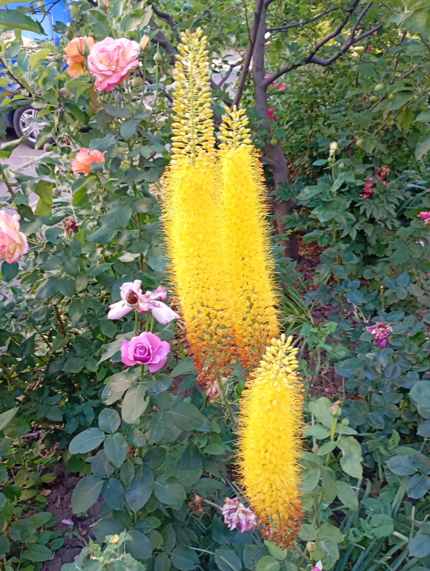 The image depicts a garden scene in Avanhard, Ukraine, featuring a variety of flowers and greenery. In the foreground, tall, spiky yellow flowers with a gradient of orange at the base dominate the right side of the frame. To the left, several roses are visible in different stages of bloom, ranging in color from pale pink to deep magenta. Among the roses, one particularly striking deep pink rose is in sharp focus. The background consists of lush green foliage, a tree trunk, and hints of a blue vehicle with a visible tire and wheel on the far left. The overall impression is one of a vibrant, natural setting.