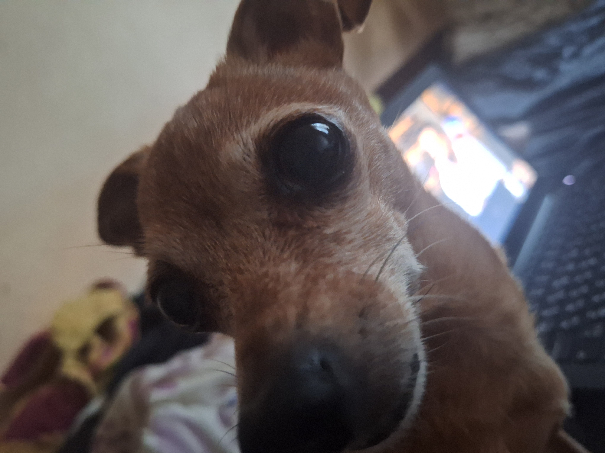A close-up shot focuses on the face of a small, brown dog. The dog's large, dark eyes are prominent, reflecting light. Its ears are visible at the top of the frame. The background is blurred, showing hints of what appears to be a laptop with a screen displaying an image, possibly of people. To the left, a soft, colorful object, possibly a stuffed toy or blanket, is visible. The scene seems to be indoors, given the presence of the laptop and the soft lighting. The dog's expression could be interpreted as curious or attentive. There is no visible text in the image. The location context is Varna, Bulgaria.