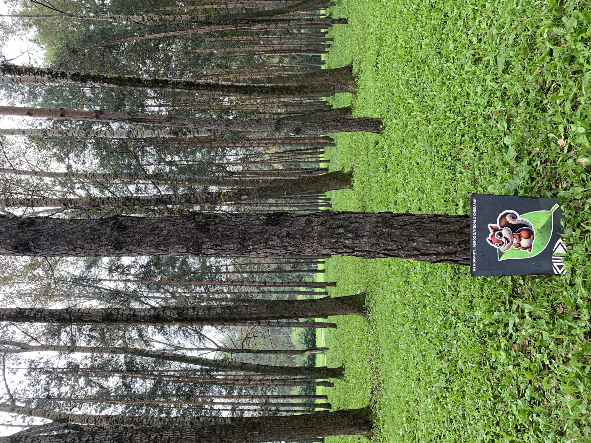 A sign depicting a squirrel on a leaf with text that translates to "Do not feed the squirrels bread and crackers" is placed in a forest park in Prokopyevsk, Russia. The sign is situated at the base of a large tree, surrounded by lush green grass and other trees. The sky is overcast.