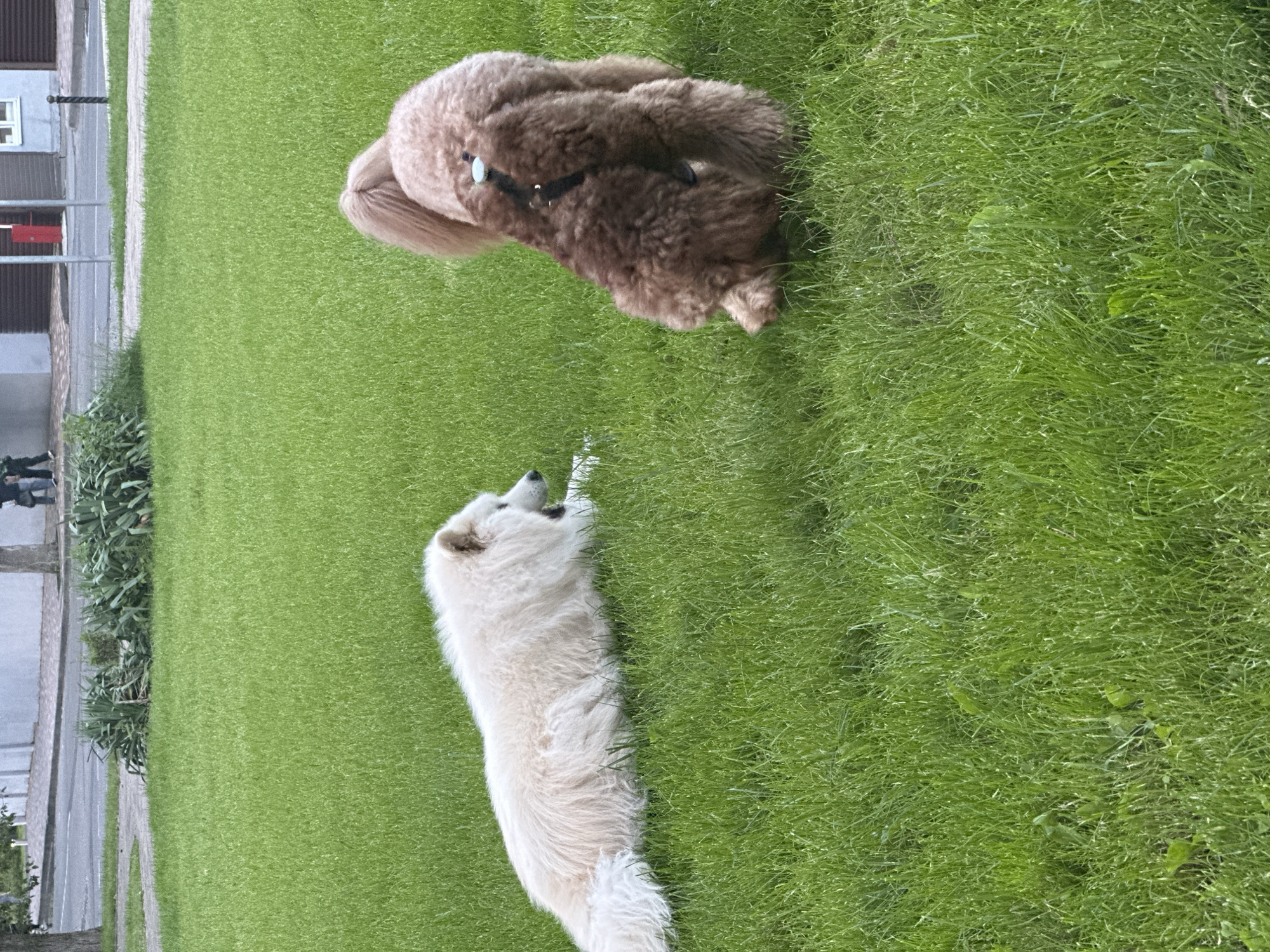 The image captures two dogs on a vibrant green lawn in an urban setting within the city of Unknown, Unknown.
In the foreground and midground, a large, white, long-haired dog, resembling a Samoyed, is lying on its left side, facing towards the right. Its mouth is open, suggesting it is vocalizing, panting, or yawning. Opposite it, with its back mostly to the viewer, is a reddish-brown, curly-coated dog, consistent with a Standard Poodle. This dog is wearing a dark-colored harness with a light blue circular clip visible on its back. Both animals are positioned on lush, well-maintained green grass.
The background reveals a typical city streetscape. Immediately behind the grass is a light-colored paved pathway that curves gently. Beyond this path lies an asphalt road. Along the edge of the path and road are various green bushes and deciduous trees. Further back, on the right side of the frame, multiple buildings are visible; one prominent structure is light grey with a dark brown garage-style door and a white-trimmed window, situated near a red vertical post. Two indistinct human figures are visible walking on a distant sidewalk in the far background, and a black bollard or post stands on the sidewalk to the far right.