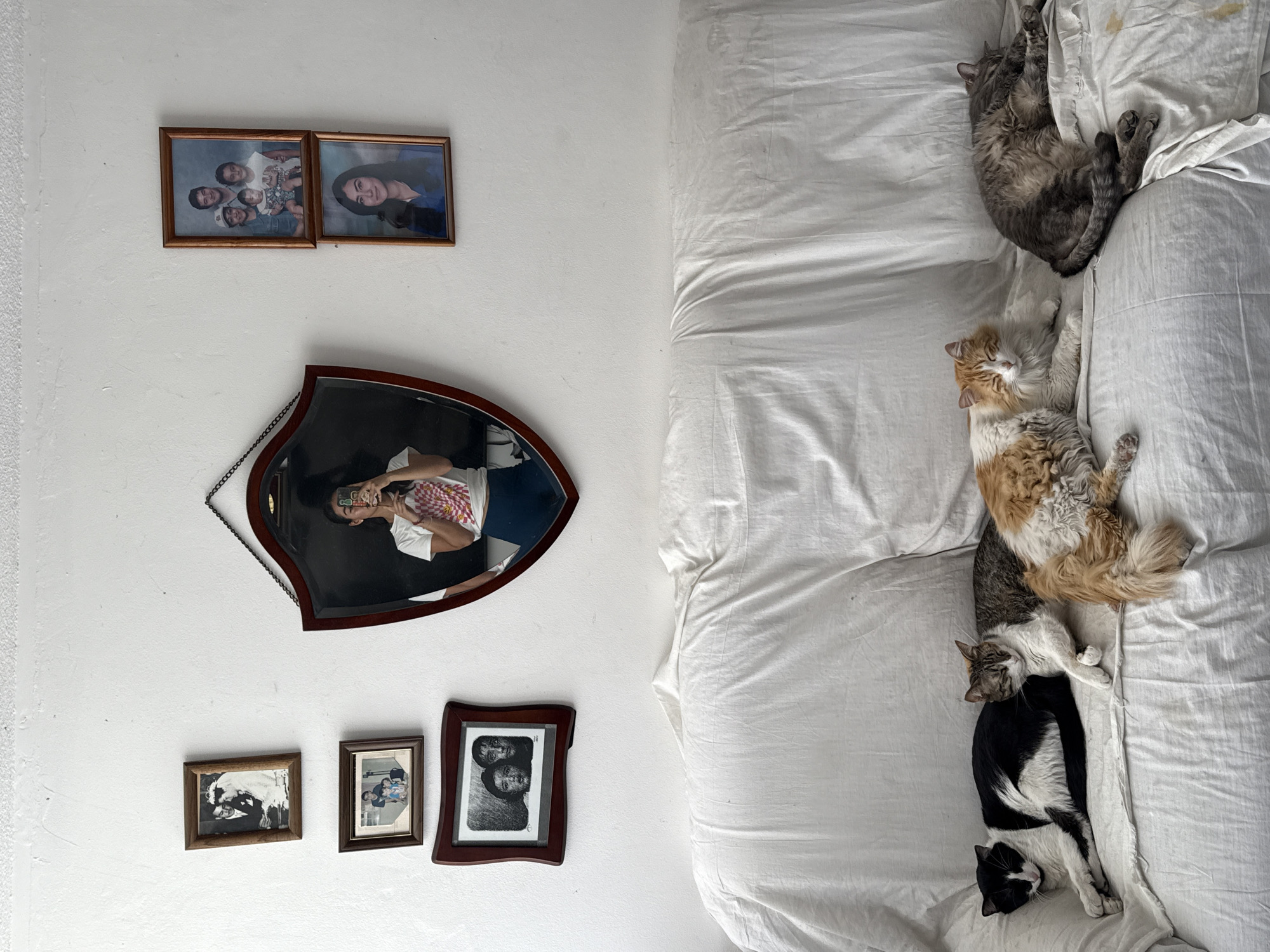 The vertically oriented image captures an indoor scene, likely a bedroom, in Puebla, Mexico. The left side of the frame features a plain white wall adorned with various framed photographs and a mirror. A decorative mirror with a dark wooden frame and a hanging chain reflects a person taking the photograph, visible with a phone in hand and wearing a white and red checkered shirt. Above the mirror, two larger framed color photos are displayed: one depicting a family group and the other a portrait of a woman. Below the mirror, three smaller framed pictures are arranged: one black and white image of a couple in an embrace, another color family photo, and a black and white portrait of two individuals.
The right side of the image is dominated by a bed covered in crumpled white sheets. Five cats are visibly resting or sleeping soundly on the bed, arranged horizontally across the frame. From top to bottom, the cats include a gray tabby cat stretched out, an orange and white long-haired cat, another gray tabby cat, a black and white cat, and a second black and white cat with distinct white markings on its chest and face. All cats appear peaceful and relaxed. The lighting in the room is soft, indicating an indoor setting during the day or with artificial light. No discernible text is visible on the walls or within the framed pictures.