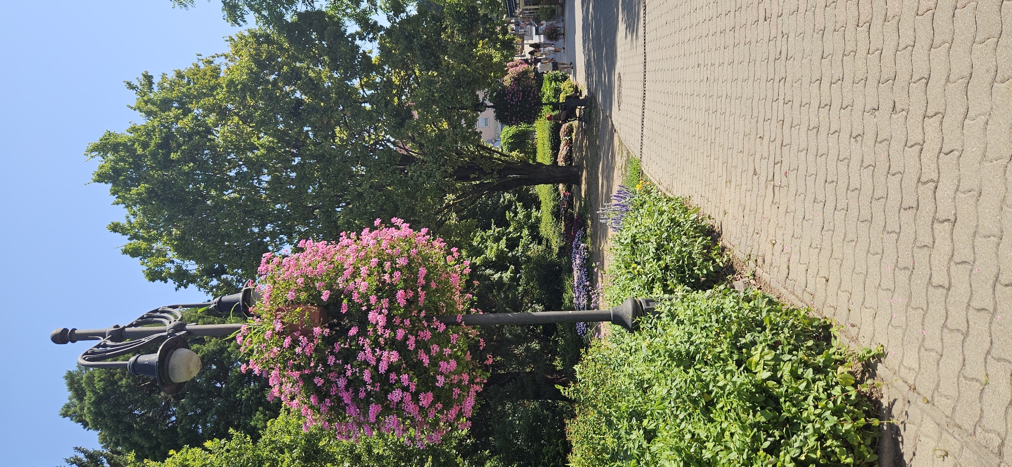 The image depicts a sunny outdoor scene in Hévíz, Hungary, likely a public park or promenade. A paved walkway, made of interlocking beige stones, runs diagonally from the bottom right towards the center-left of the frame. Lush green bushes line the left side of the walkway.
Dominating the left side of the image is a black lamppost adorned with a large, spherical hanging basket overflowing with vibrant pink flowers. Behind the lamppost and to its right, a large, mature tree with dense green foliage stands prominently. Further down the walkway, another lamppost with a similar hanging basket is visible, and beyond that, several people are walking in the distance. The background consists of more trees and greenery, suggesting a park-like setting. The sky is a clear, bright blue. The overall impression is one of a well-maintained, pleasant outdoor space.