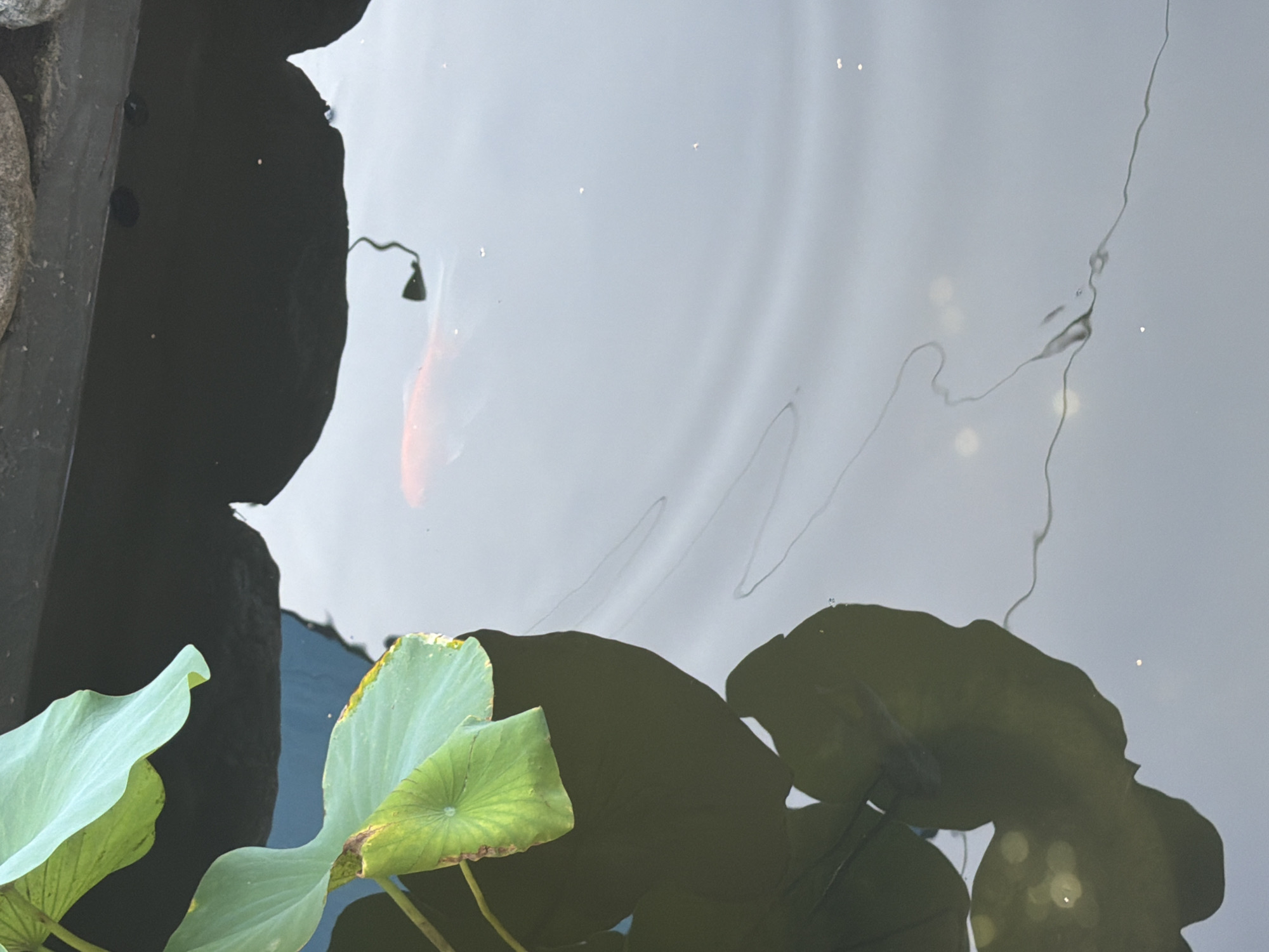 A single, orange fish swims in a pond in Seoul, South Korea, partially obscured by the reflection of a large, green lotus leaf. The pond's surface is disturbed by ripples, creating a distorted view of the fish and the surrounding environment. The edge of the pond, made of rough, gray stones and dark material, is visible in the upper portion of the image. The reflection of the lotus leaf casts a dark shadow on the water, adding to the overall composition. The water itself is a murky gray, reflecting the overcast sky.