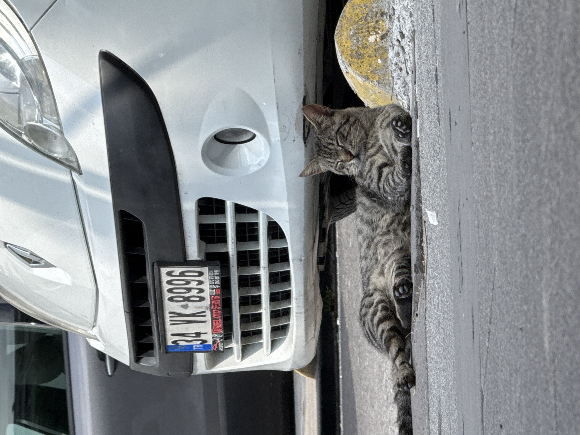 A tabby cat is resting on asphalt in front of a white vehicle, possibly a van, in the city of Gungoren, Turkey. The cat is lying on its side with its eyes closed, appearing relaxed. Its fur has dark stripes. To the right of the cat, a yellow-and-grey concrete bollard is visible. The front bumper and license plate of the white vehicle are in focus, displaying the license plate number "34 VK 8996". The license plate also has "TR" with a star logo, indicating Turkey, and some text below it. Part of a dark-colored vehicle is visible to the left of the white vehicle. The ground surface is paved with asphalt, and there is some debris on the ground. The lighting suggests it is daytime.