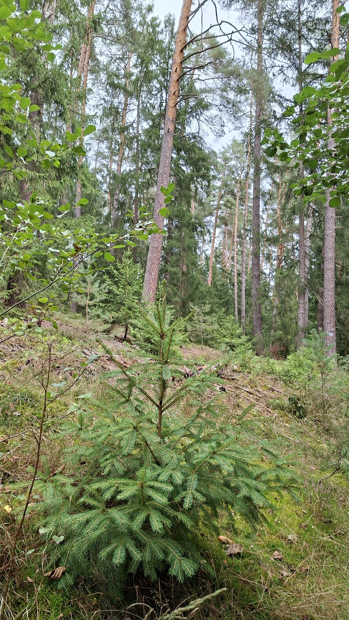 This image depicts a forest scene in Winkelhaid, Germany. In the foreground, a young fir tree stands prominently, its branches reaching outwards. The ground is covered with a mix of grass, moss, and fallen leaves. In the mid-ground and background, a dense forest of tall coniferous trees, primarily pines, stretches into the distance. The sky above is overcast. There are no people visible in the image.