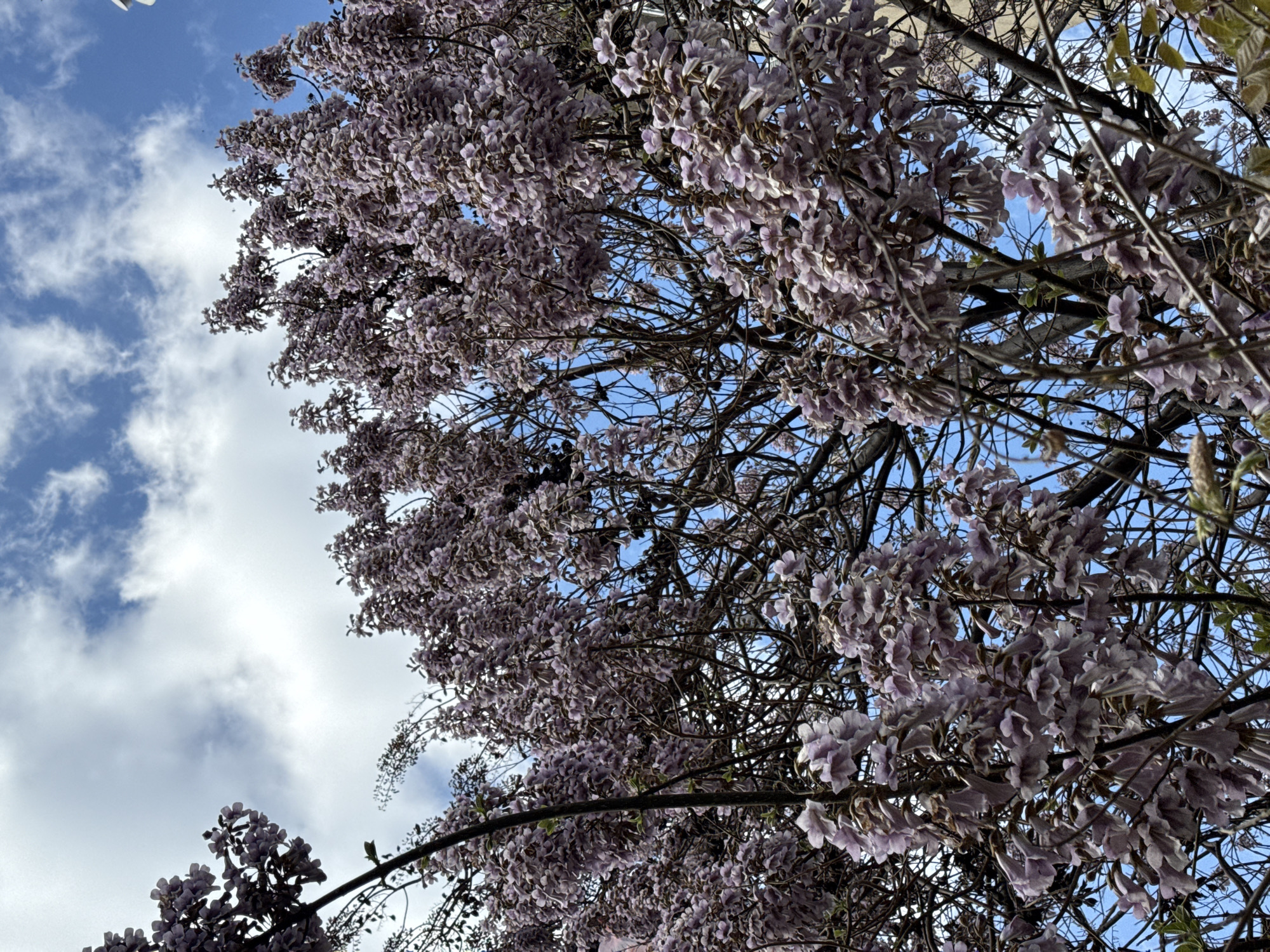 The image captures a view looking up into the canopy of a flowering tree. The blossoms are a pale purple color, clustered densely amongst a network of branches and twigs. A portion of the sky is visible in the background, with a mix of blue sky and white clouds. The tree and sky suggest that this is an outdoor setting. Without additional visual evidence or supporting metadata, it is not possible to independently confirm the location as Belgrade, Serbia or to provide further detail on specific subjects, objects, actions or interactions.