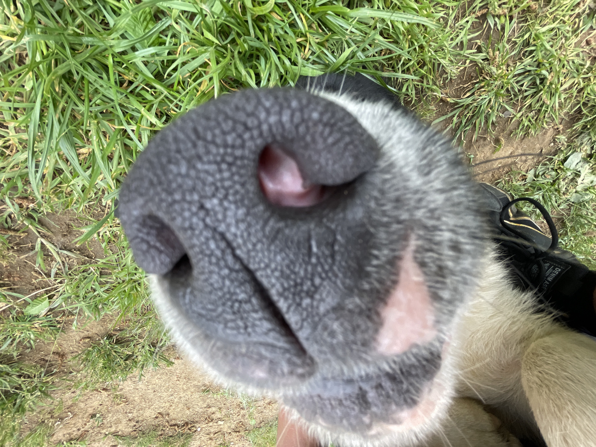 A close-up, top-down photograph depicts the snout of a dog. The dog's nose, which is large and predominantly black with a textured surface, is the primary focus. Pink coloration is visible within the nostrils and on the surrounding skin. The dog's fur, a mix of white and gray, is visible around the snout. Green grass is visible in the background, and part of a black shoe can be seen on the right side of the frame. The image was taken outside. There is no indication that this photograph was taken in Zlatograd, Bulgaria.