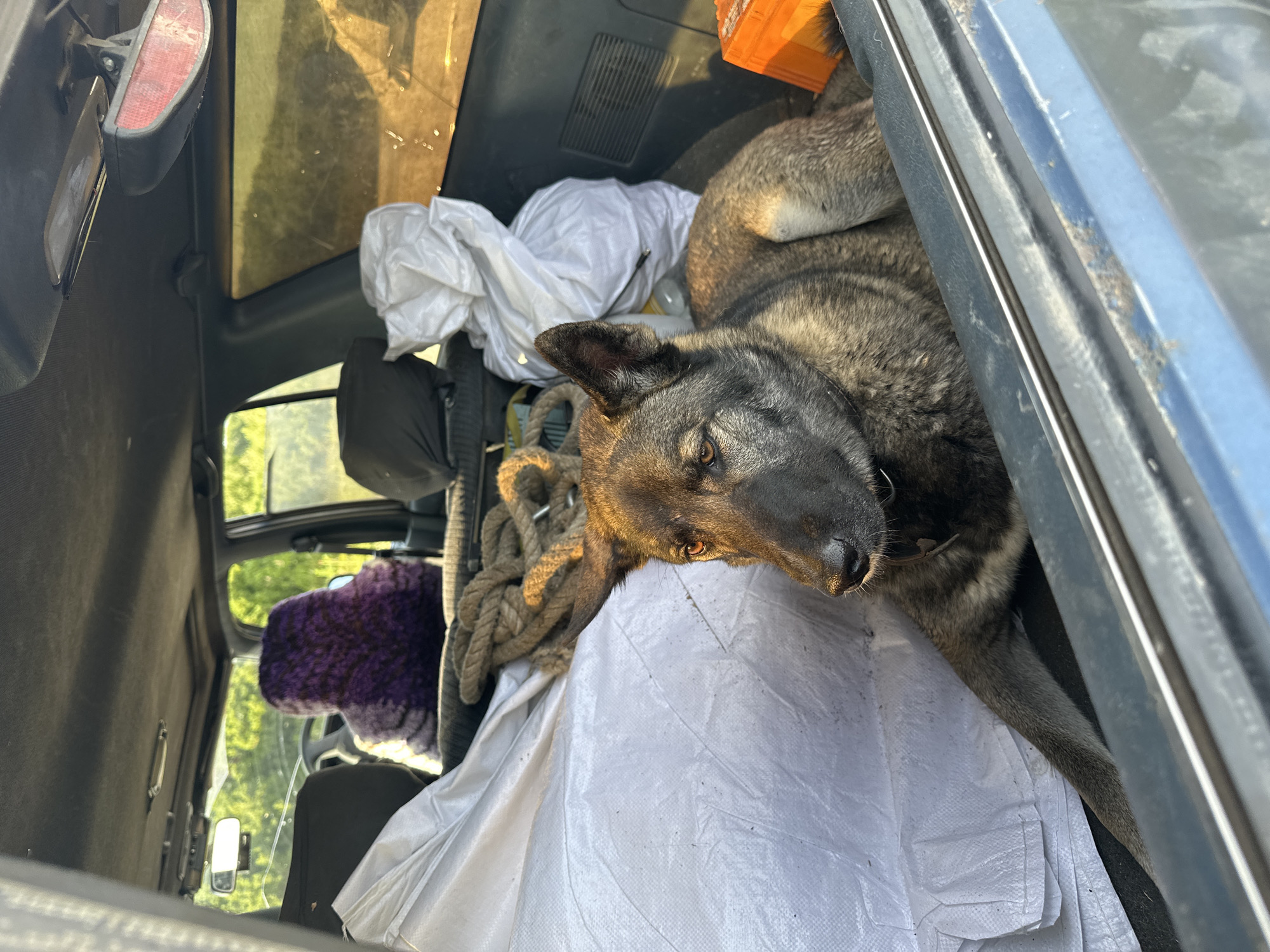 An adult dog, likely a German Shepherd mix, is lying in the back of an SUV. The dog is looking to the left of the frame. The back of the SUV is filled with various items, including white sacks, a thick rope, and an orange container. The interior of the car, including the seats and ceiling, is visible. Sunlight is filtering into the vehicle, casting shadows and highlighting dust particles in the air. The exterior of the car is dimly lit, and trees and foliage are visible through the rear window, suggesting an outdoor or rural setting. The specific location in the city of Unknown, Russia, is not discernible from the image.