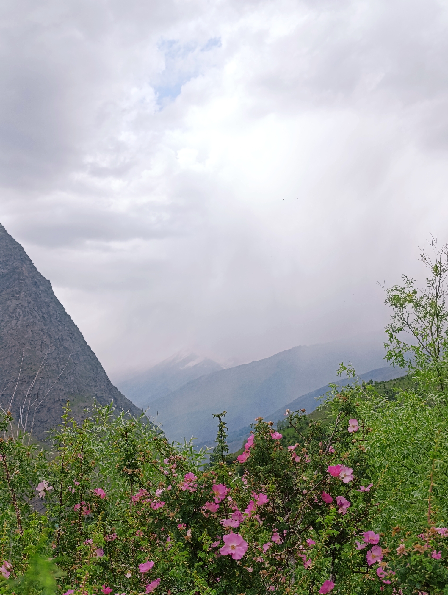 The image captures a scenic view of mountains under a cloudy sky, with a dense cluster of pink wildflowers in the foreground. A steep, rocky mountain slope dominates the left side of the frame. In the mid-ground, layered mountain ranges recede into a hazy atmosphere, suggesting a valley or a higher altitude landscape. The foreground is filled with lush green foliage and numerous delicate pink flowers, creating a vibrant contrast with the muted tones of the mountains and sky. The overall impression is one of natural beauty and a somewhat dramatic, overcast weather. The location is identified as Tandi, India.