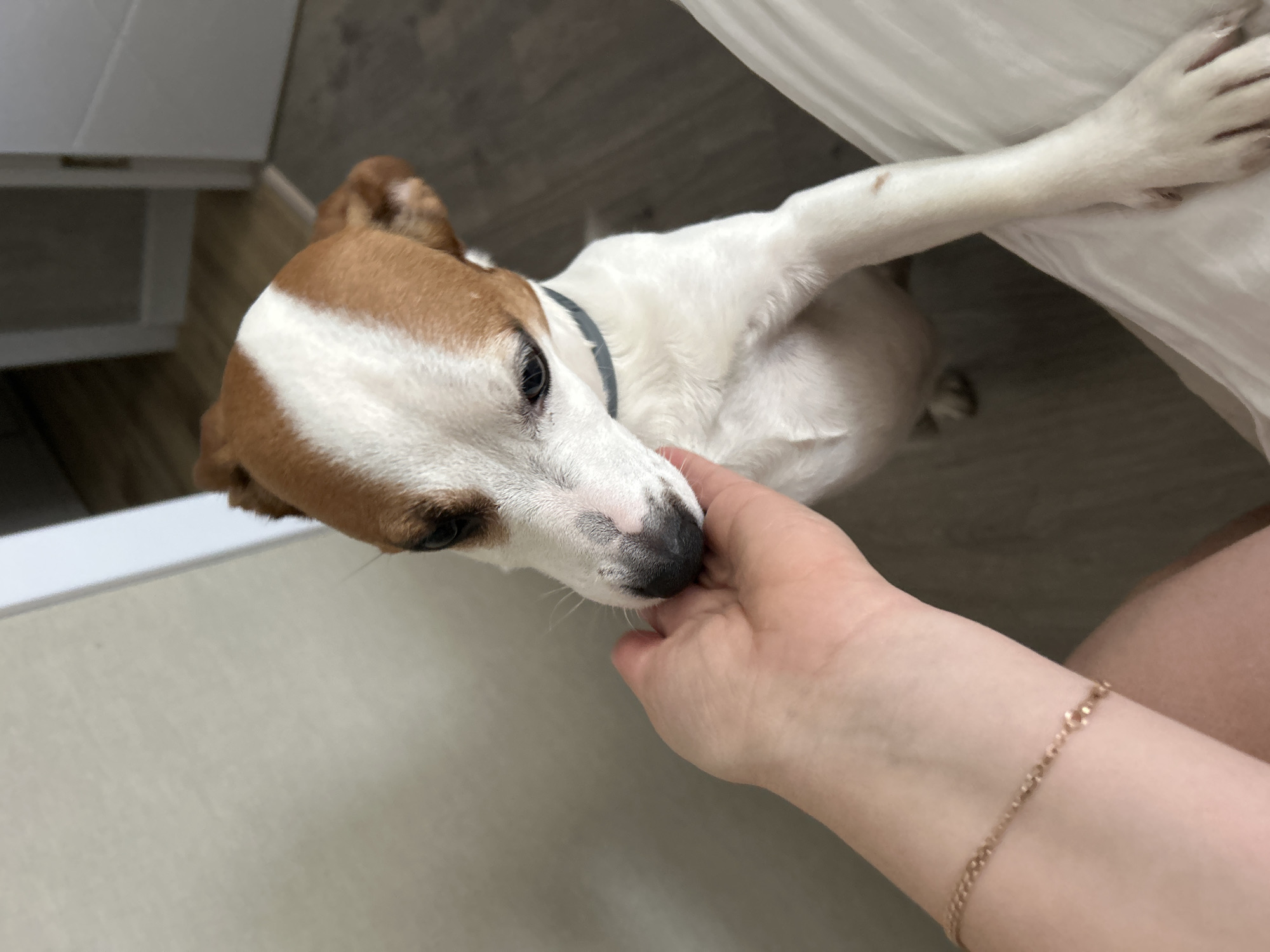 An eye-level shot captures a tender, close-up moment between a human and a small dog in an indoor setting. The central subject is a dog, possibly a Jack Russell Terrier, characterized by its white fur with prominent tan-brown patches on its head, ears, and a stripe along its back. Its dark, alert eye is visible, focused on a light-skinned human hand gently cupping its nose and mouth area. The dog wears a plain grey collar around its neck.
The human's wrist, partially visible in the lower right, is adorned with a delicate, fine-link chain bracelet. The dog appears to be lying down or resting comfortably, with one white-furred front paw extended into the upper right portion of the frame.
The background suggests a home environment, featuring light-toned flooring, possibly wood laminate, and subtle hints of white furniture or walls. The lighting is soft and even, typical of an indoor scene during the day. The interaction between the hand and the dog's face conveys affection and trust. No text is visible in the image. The scene takes place in Chaikovsky, Russia.