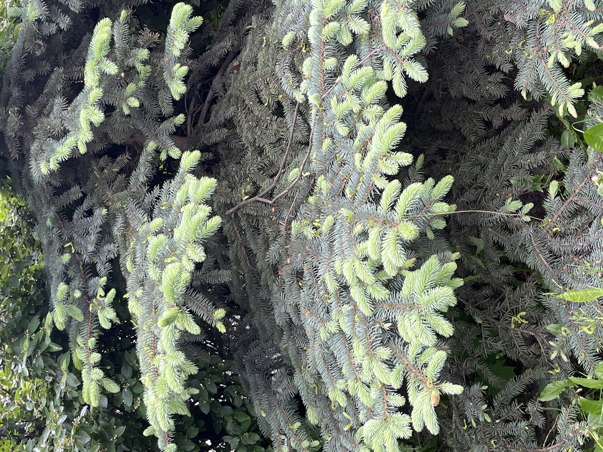 The image shows a close-up view of a tree with needle-like leaves, featuring a mix of older, darker green foliage and newer, lighter green growth. The tree appears to be a type of spruce or fir. The surrounding foliage includes some broad-leafed plants, suggesting a natural or landscaped area. While the location is specified as Saint Petersburg, Russia, there are no identifiable landmarks or indicators within the image itself to confirm this.