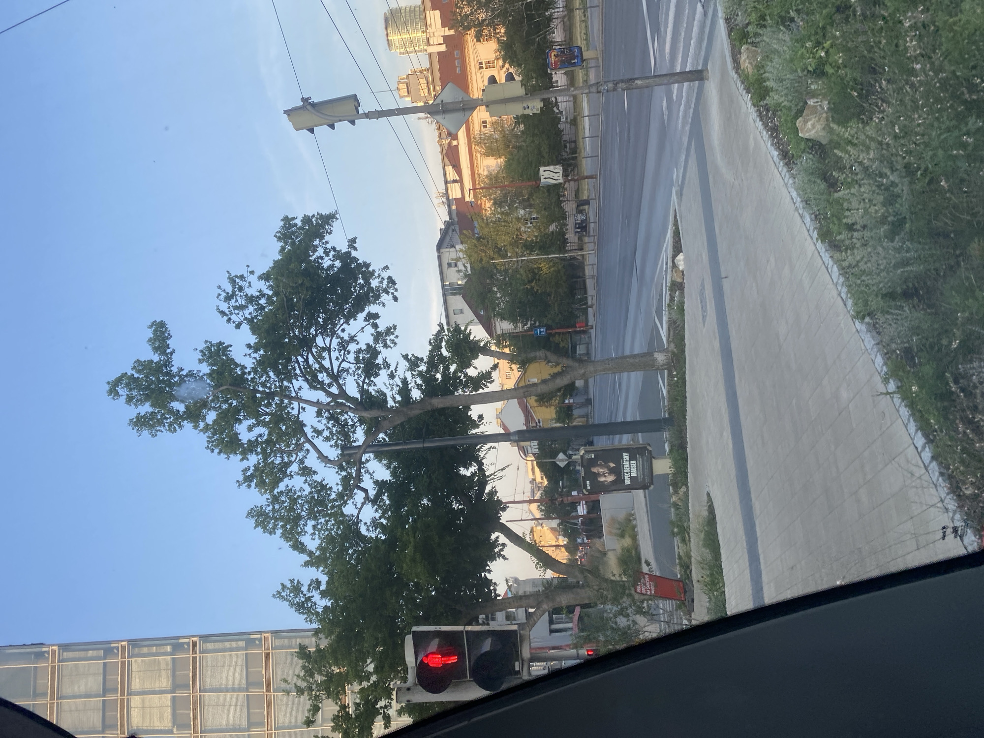 This is an eye-level, medium shot of a street intersection in Bratislava, Slovakia, during daylight. The image is taken from inside a vehicle, as indicated by the dark frame on the left and the reflection on the windshield.
In the foreground, a modern sidewalk paved with light grey rectangular tiles runs along the street. Beyond the sidewalk is a patch of low-lying green vegetation with some rocks. The street itself is asphalt, with visible lane markings and a pedestrian crossing.
On the left side of the intersection, a pedestrian traffic light displays a red "don't walk" signal, with a red silhouette of a person. Next to it, a tall, modern building with a glass facade and a grid-like pattern of windows dominates the left edge of the frame. Mature trees with green foliage are scattered throughout the scene, some casting shadows on the sidewalk and street.
A billboard with an advertisement for "KUPEC BENÁTSKY MAUSER" is visible on the right side of the sidewalk, featuring two people. Further down the street, other buildings with traditional architecture and multi-story structures are visible. A traffic light on a pole is positioned on the right side of the intersection, its signal lights obscured by its housing. The sky above is clear and blue.