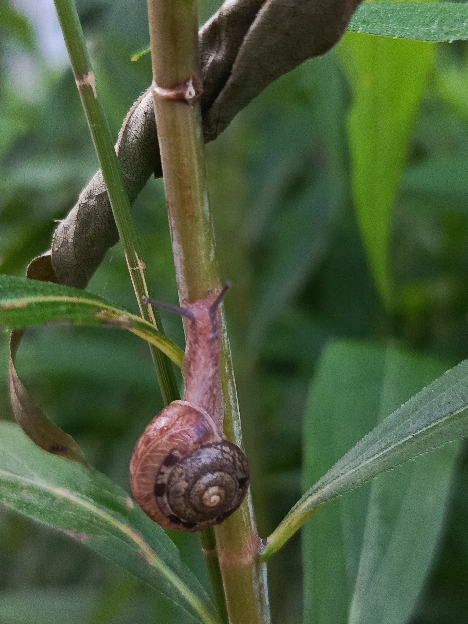 A snail with a brown, spiraled shell is slowly crawling up a thin, vertical green stalk. Its head, with two dark, sensitive antennae extended forward, is positioned above the shell, facing upwards. The snail's body is a light pinkish-brown color, and it is clinging to the stalk with its muscular foot. The stalk is surrounded by blurred green foliage, indicating an outdoor, natural setting. The image is a close-up shot, focusing on the snail and its immediate surroundings. There is no indication of the city of Chaikovsky, Russia, or any specific location.