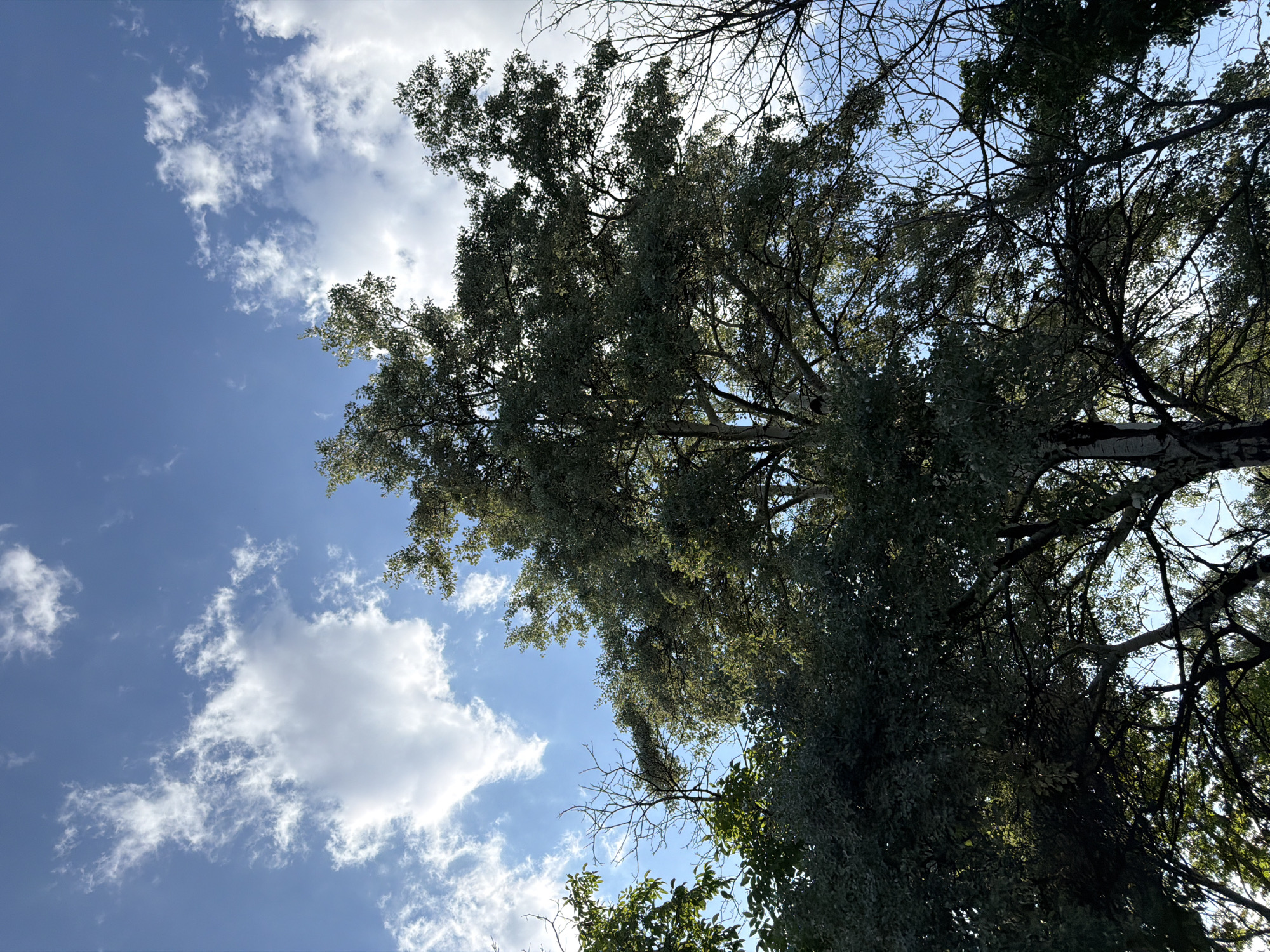The image shows a view looking up into the canopy of large trees against a bright blue sky dotted with white, wispy clouds. The trees are densely covered in dark green leaves, with some bare branches visible. The sunlight filters through the leaves, creating a dappled effect. The scene is likely a park or a wooded area within the city of Plovdiv, Bulgaria, possibly in a location like the Tsar Simeon's Garden, given the prevalence of mature trees and open green spaces. No people or specific activities are depicted.