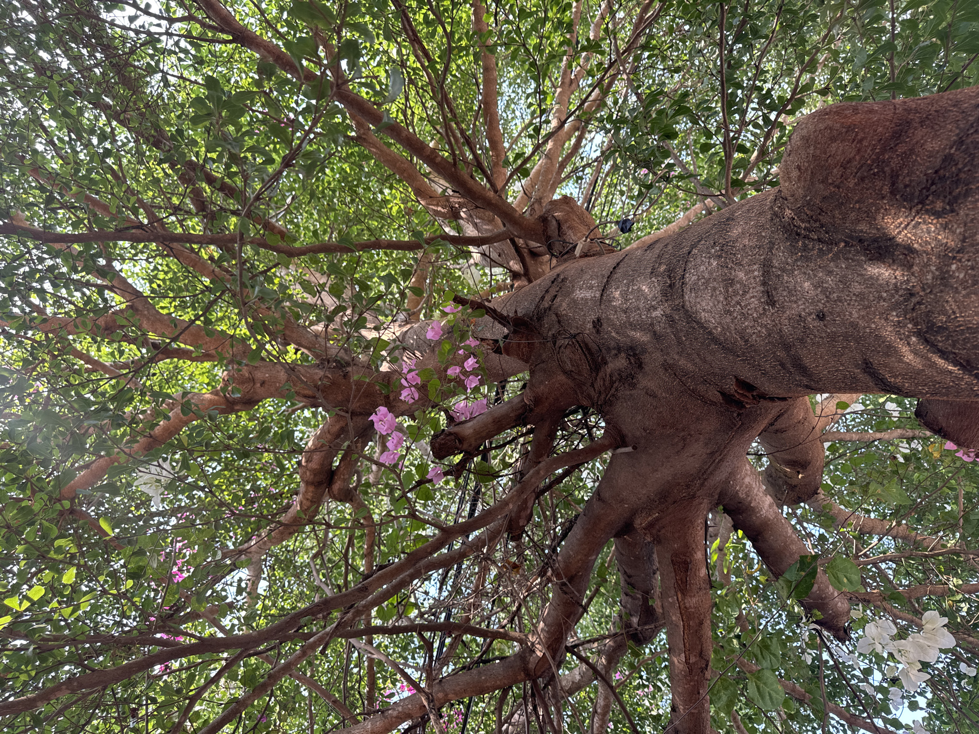 Looking upwards, a tree trunk, thick and textured, dominates the right side of the frame. Various branches extend from it, partially obscuring the view of the leaves above. Some branches have clusters of pink and white flowers. The density of foliage varies, allowing glimpses of the sky. The scene is taken in Mũi Né, Vietnam.