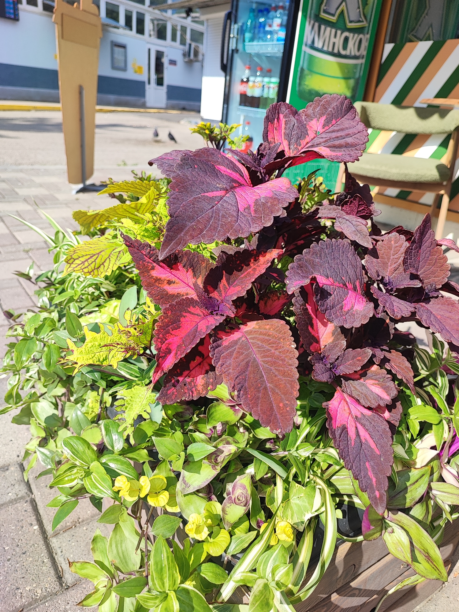 The image shows a planter box filled with various green and red-leafed plants on a paved sidewalk. In the background, a light-colored building with windows and doors is visible. To the right of the planter, a green chair with a striped backrest is placed next to a refrigerated display case. A tall, light-brown, cut-out advertisement in the shape of a beverage cup stands to the left of the planter. Two pigeons are visible on the ground in front of the building. The scene appears to be an outdoor seating area of a cafe or shop in Pyatigorsk, Russia, given the presence of a prominent green sign with Russian lettering visible on the display case. The lighting suggests it is daytime with sunlight casting shadows.
