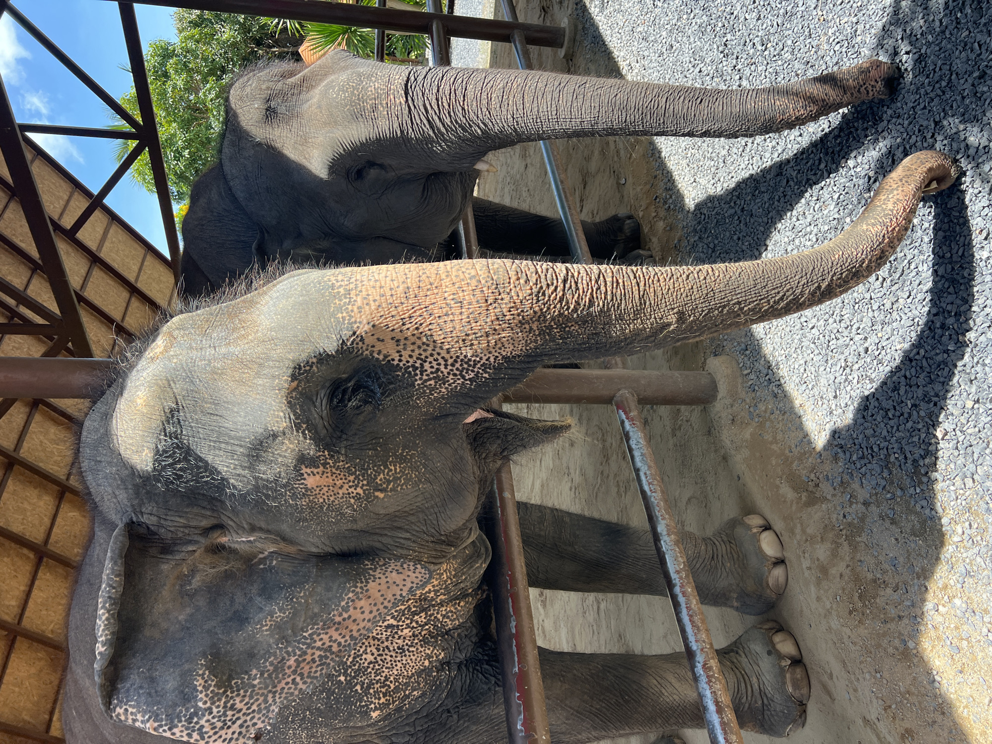 Two adult Asian elephants are positioned within an enclosure at Baan Thurian, Thailand, viewed from a slightly elevated perspective outside a protective metal barrier. The elephant on the left is closer to the viewer, exhibiting mottled grey skin with numerous darker spots and pinkish undertones, particularly on its large ear and face. Its trunk is extended downward and forward, reaching towards the ground. Sparse, coarse hair is visible on its head and trunk. The elephant's front feet are visible, standing on a surface of compacted dirt and light brown sand.
The second elephant is positioned behind and to the right of the first, with much of its body obscured. Its head and trunk are visible, also facing forward, with its trunk resting on the gravelly ground. A short, off-white tusk protrudes from its upper jaw. Both elephants stand beneath a simple, open-sided shelter structure featuring a dark brown metal frame and a light-colored, possibly wooden, slatted ceiling.
A weathered metal fence, consisting of two horizontal bars, separates the elephants from the foreground. Shadows from the shelter structure and the elephants are cast distinctly on the ground, indicating bright overhead sunlight. Beyond the shelter structure, a clear blue sky with scattered white clouds is visible, along with lush green trees in the background. The ground beneath the elephants transitions from compacted dirt to dark grey gravel, particularly in the mid-ground and foreground.