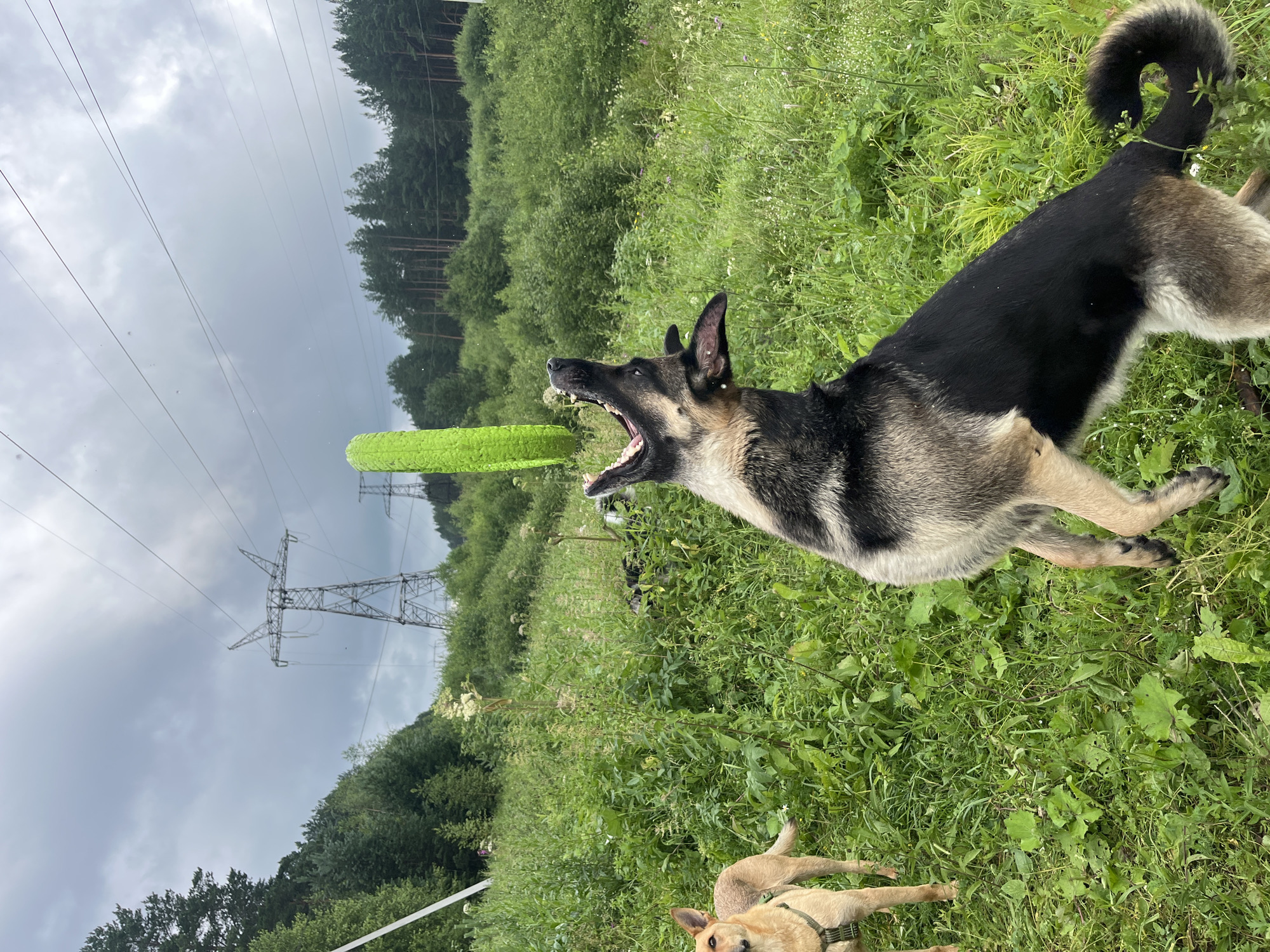 Two dogs are in a grassy field with trees and power lines in the background. One dog, a German Shepherd, is in mid-air with its mouth open, trying to catch a green object that is out of focus in the upper center of the image. The other dog, a lighter-colored breed, stands to the left, facing the camera. The sky is overcast. The location is identified as Nizhny Tagil, Russia, though this specific geographical context is not visually evident in the image itself.