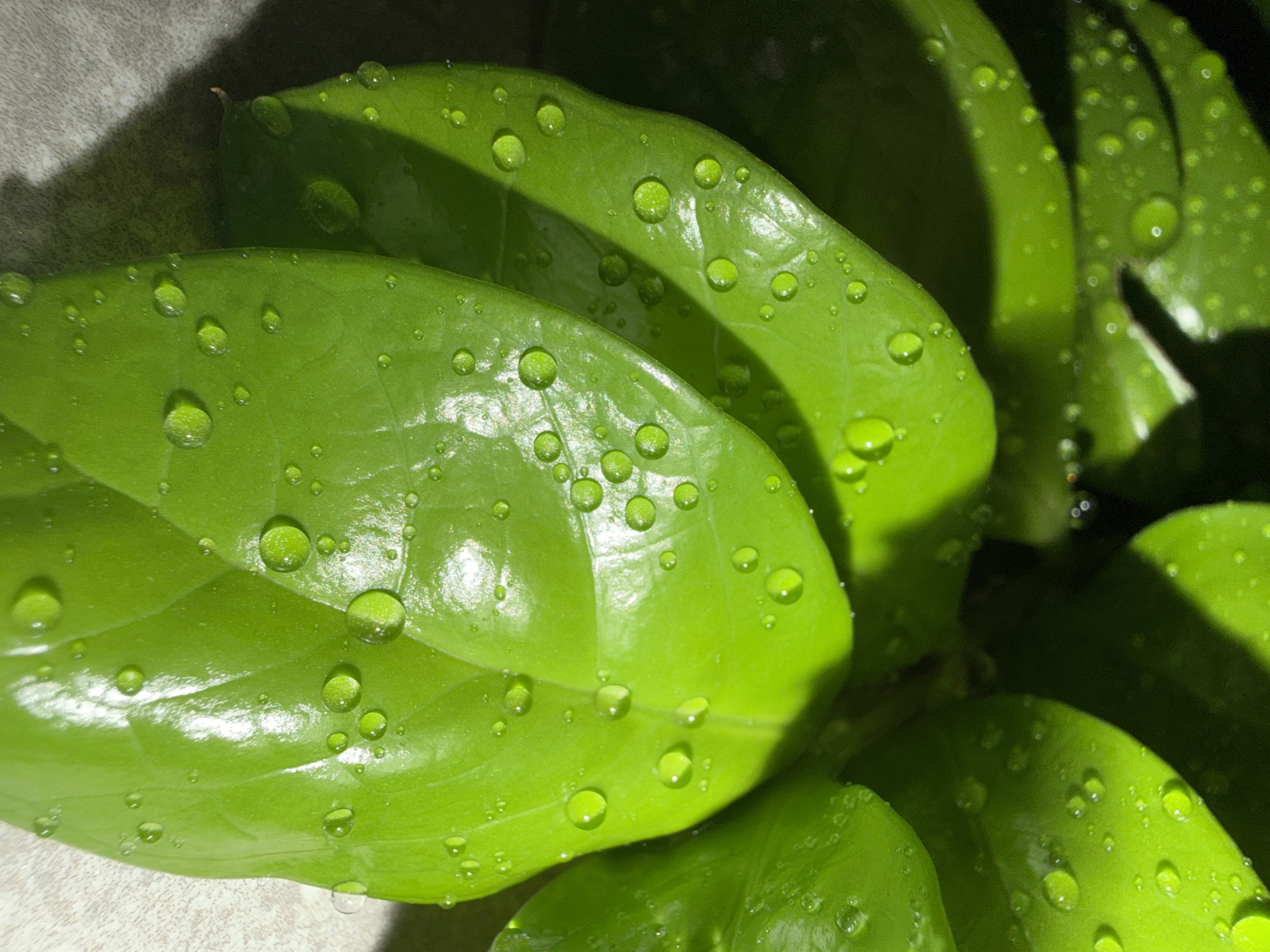 The image shows a close-up of several vibrant green leaves covered in water droplets. The leaves appear to be from a plant, possibly a houseplant, with a smooth, glossy surface. The water droplets vary in size and distribution across the leaves, creating a visually appealing texture. The lighting is somewhat diffused, with shadows cast across some of the leaves, adding depth to the image. The composition is focused on the leaves and water droplets, with the background slightly blurred.
The image does not provide any information to verify the location in the city of Chaikovsky, Russia.
