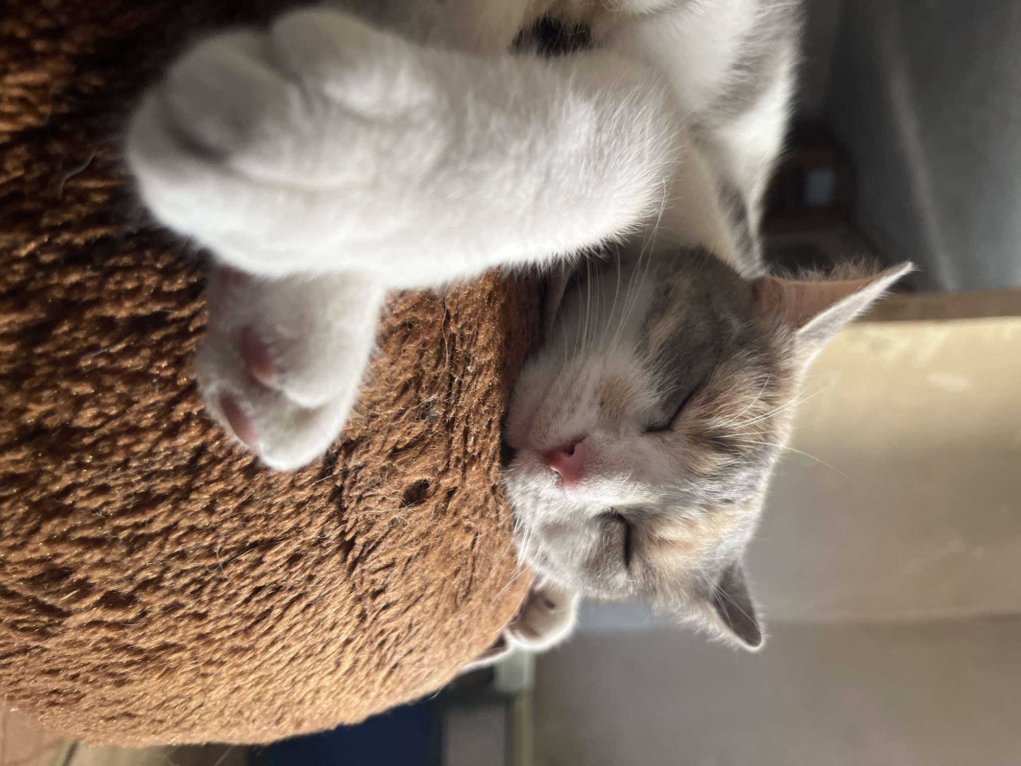 A close-up, eye-level, medium shot captures a calico cat sleeping peacefully on a fluffy, brown, circular object, possibly a pet bed or ottoman. The cat is positioned on its side, with its head resting on the object. Its eyes are closed, and its nose is a delicate shade of pink. One of its front paws, with visible pink toe beans, is tucked near its face, while another is extended downwards. The cat's fur is a mix of white, gray, and orange patches. The background is softly blurred, showing hints of indoor lighting and furniture, suggesting a domestic setting. The image is well-lit, with natural light casting a warm glow on the subject. There is no indication of the city of Dnipro, Ukraine, or any specific geographical location within the image itself.