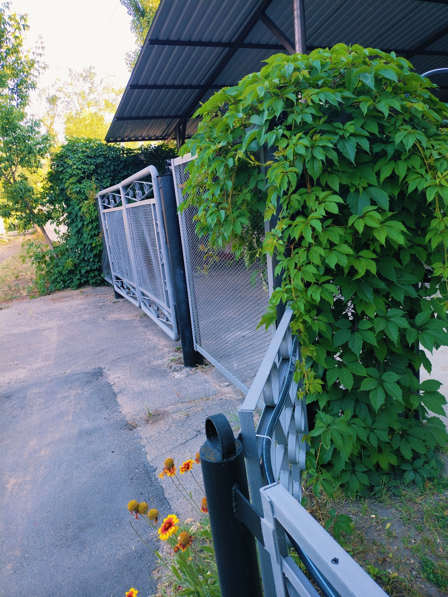 This is a medium-shot, eye-level, exterior photograph of a metal gate covered in lush green Virginia creeper vines. The gate is gray and consists of a mesh-like pattern with decorative circular elements. A black metal pole, possibly part of the gate mechanism, is visible in the foreground. To the left of the gate, there is an asphalt path leading away from the viewer and a patch of dry grass with a few yellow and orange flowers. Behind the gate, more greenery and trees are visible. A corrugated metal roof supported by a metal pole extends over part of the gate area. The sky above is bright and appears overcast or hazy, suggesting a daytime scene. The location is identified as Horishni Plavni, Ukraine. There are no people or animals present in the image.