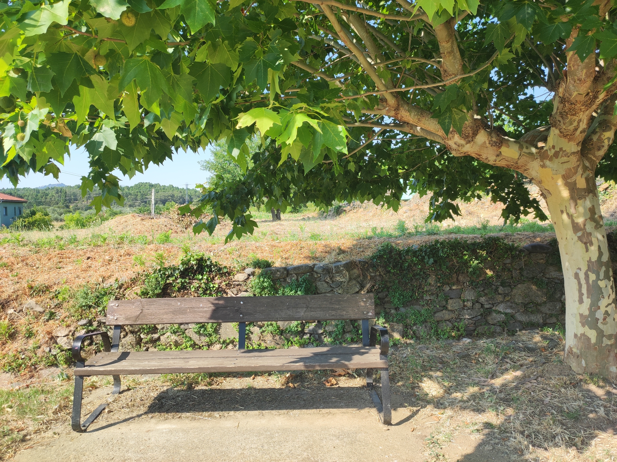 A wooden park bench with black metal legs sits on a dirt path under the shade of a large tree with green leaves and a mottled, light-colored trunk. Behind the bench, a low stone wall is covered with green ivy and vegetation. Beyond the wall, a dry, grassy hillside slopes upward, dotted with some rocks and sparse green plants. In the background, a few trees and hills are visible under a clear blue sky. The scene appears to be in a rural or park-like setting.
