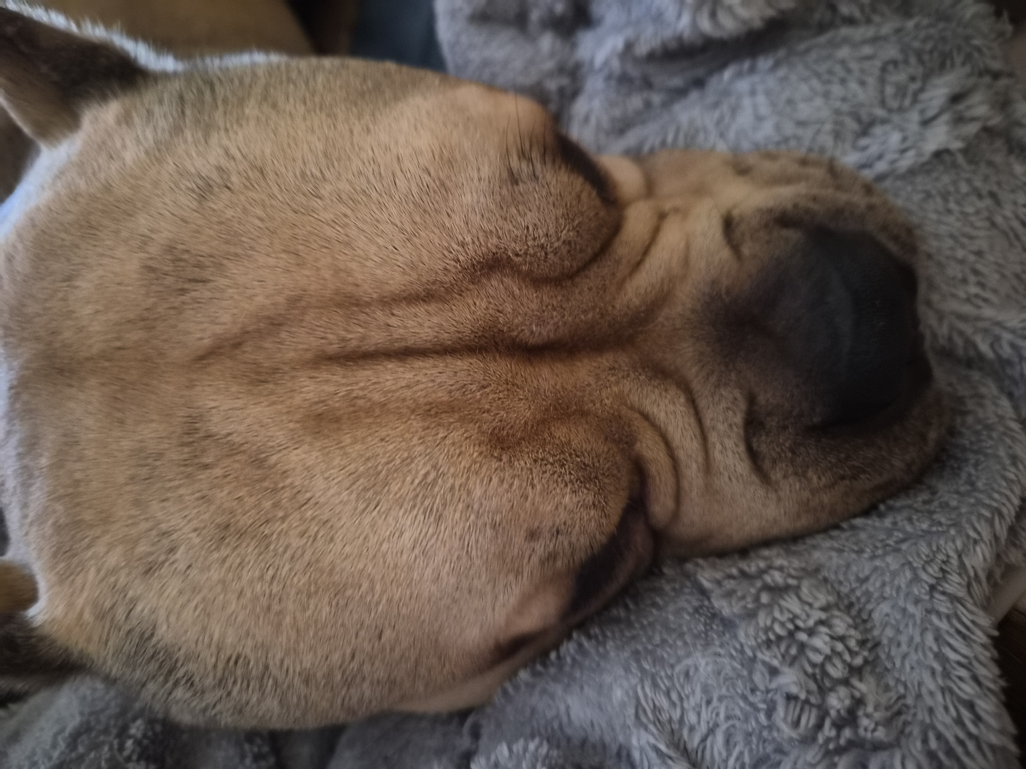 A close-up shot depicts a Shar Pei dog sleeping on a gray, textured blanket. The dog's coat is a light brown or tan color with wrinkles characteristic of the breed. Only the head and a small portion of the body are visible. The image does not contain enough information to determine a location, specifically Plovdiv, Bulgaria.