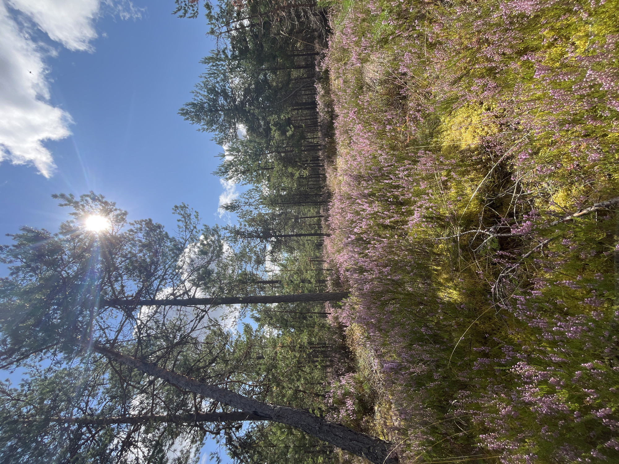 The image depicts a natural landscape featuring a dense forest and a field of blooming heather in Pillapalu, Estonia. In the foreground, a thick carpet of pink heather flowers covers the ground, interspersed with patches of vibrant green moss. Several pine trees are visible, with their trunks leaning and their branches creating a canopy overhead. The sun is shining brightly, casting a lens flare and dappling the scene with light and shadow. The sky is blue with scattered white clouds. The environment appears to be a serene and wild natural setting.