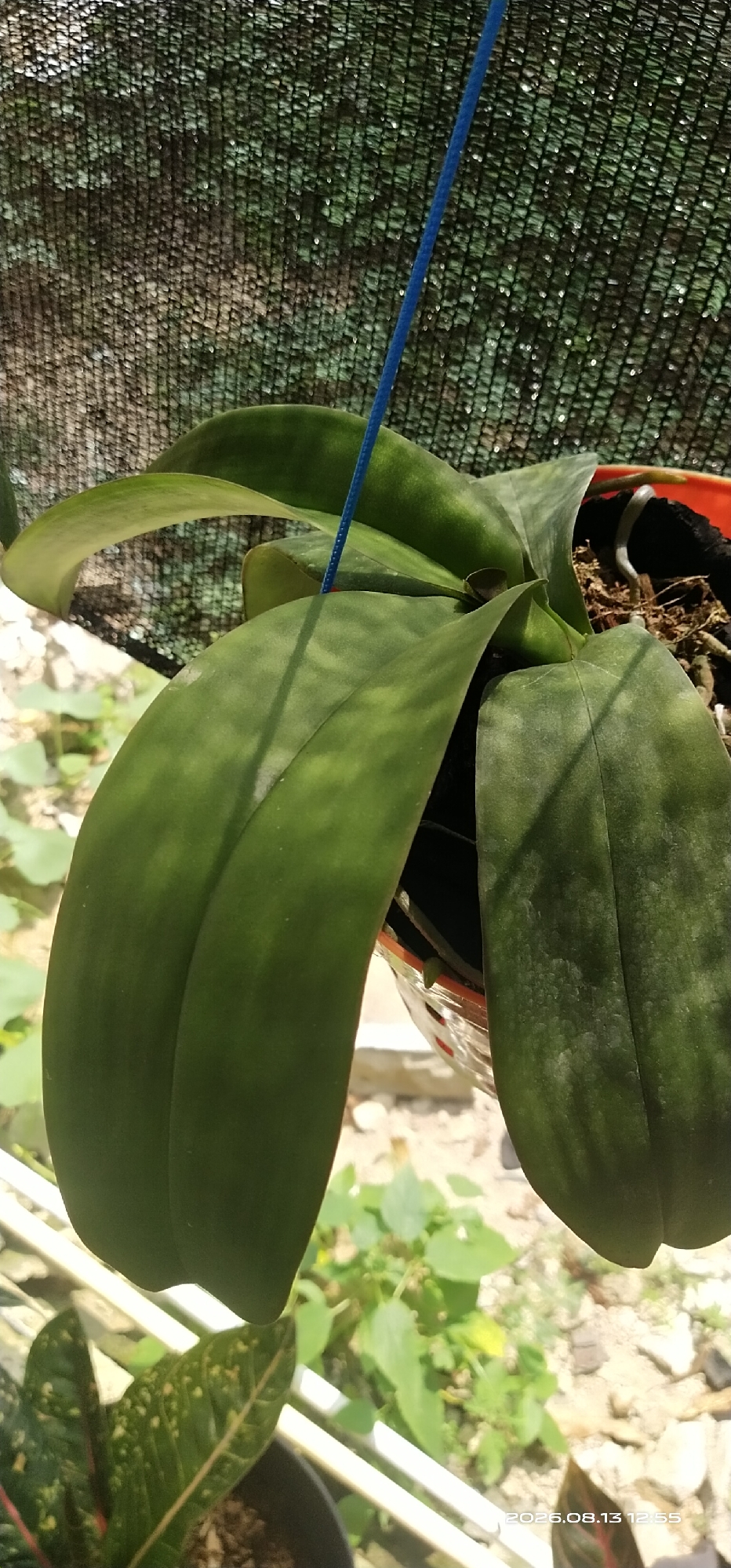The image is a close-up shot of the broad green leaves of an orchid plant, suspended by a blue string. The plant is in an orange pot, with some of its roots visible, and sits against a backdrop of black netting. The netting is taut and appears to be serving as a shade. In the background, blurred greenery and rocks can be seen, suggesting an outdoor setting, likely a garden or plant nursery. The lighting indicates it is daytime, with sunlight casting shadows on the leaves. The scene is devoid of any human presence or activity. The location is identified as Matabu, Indonesia, based on the timestamp overlay in the bottom right corner of the image, which reads "2026.08.13 12:55".