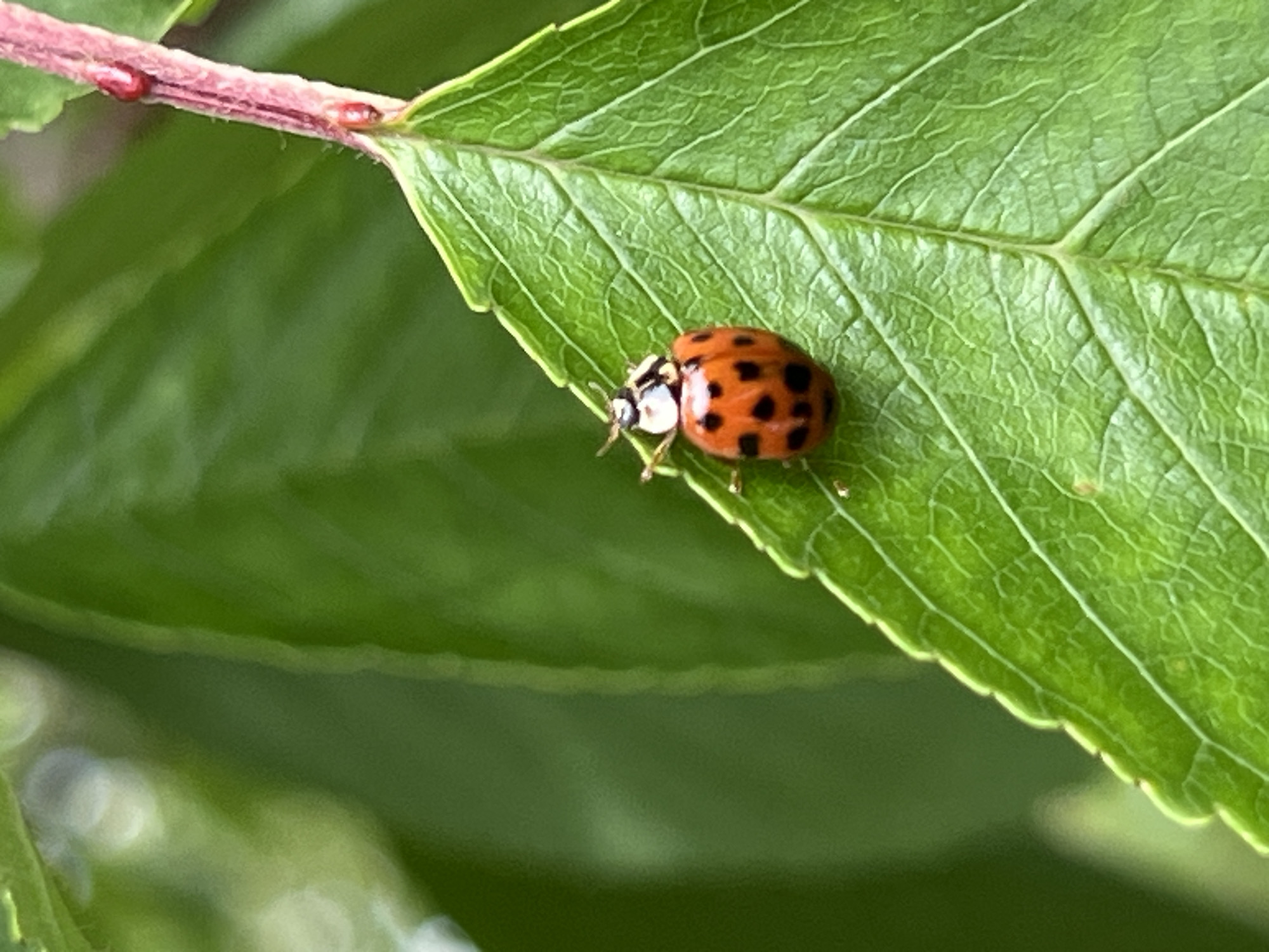 A close-up photograph depicts a single, adult ladybug (Coccinellidae family) positioned on a vibrant green leaf. The ladybug, prominently featured on the left side of the frame, exhibits an orange-red elliptical body covered with distinct black spots, and a black and cream-colored head and thorax region with visible antennae. The leaf, characterized by its deep green hue and intricate vein network, occupies the central and lower right portions of the image. A reddish-pink plant stem, displaying two small, red, oblong structures and fine hairs, extends diagonally into the upper right corner, partially obscured by the leaf. The background consists of out-of-focus green foliage, creating a shallow depth of field. The scene is illuminated by natural light. This image was captured in Mshanets, Ukraine.