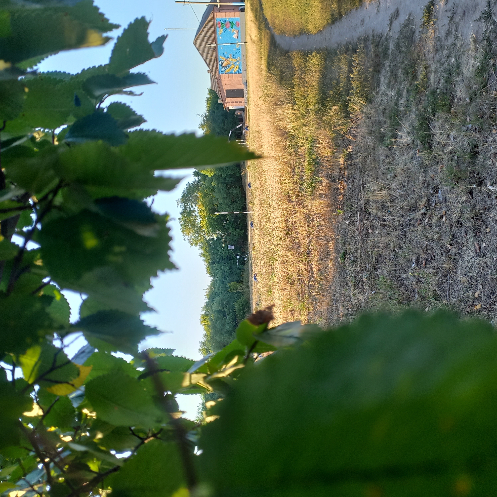 The image depicts a rural scene, likely on the outskirts of Klyntsi, Ukraine. In the foreground, large green leaves obscure a significant portion of the view, suggesting the perspective is from beneath a tree or dense foliage. Beyond the leaves, a dry, grassy field stretches out, illuminated by the warm light of what appears to be late afternoon or early morning sun. Scattered across the field are several dark, spherical objects, possibly hay bales or exercise equipment. Further in the distance, a simple, rectangular building with a gray, pitched roof is visible. The building's exterior wall facing the field features a colorful mural with blue and pink accents, depicting stylized plants, books, and geometric shapes. To the right of the building, a narrow, dirt path winds through the grass. A tall, white pole with black stripes stands near the building. The background consists of a line of dense green trees. The sky is clear and pale blue. There are no people visible in the image.