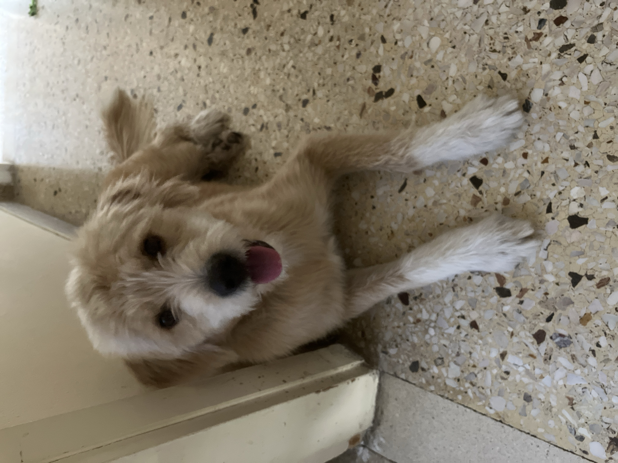 A light brown, scruffy-haired dog lies on a terrazzo floor, leaning against a cream-colored door frame. The dog is facing the camera with its mouth open and tongue out, appearing to be panting or smiling. Its front legs are extended, and its paws are white. The floor is a mosaic of beige, white, and dark specks. The background consists of a cream-colored wall and a sliver of a doorway. The scene is indoors, likely a residential or public building, with no clear indication of being in Paleo Faliro, Greece.