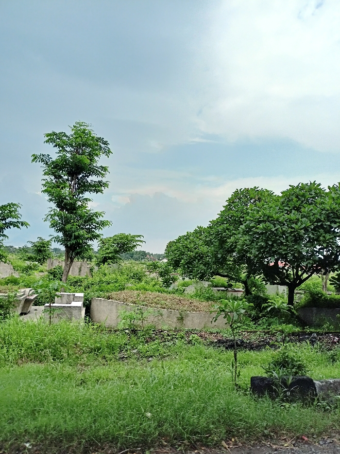 The image depicts an overgrown outdoor landscape, characterized by lush green vegetation and light-colored concrete structures under a cloudy sky. In the foreground, dense, unkempt green grass covers the ground, suggesting a natural or neglected area.
The midground is populated by numerous trees and concrete elements. A tall, slender tree with vibrant green foliage stands prominently on the left side, while a group of trees with denser, rounded canopies occupies the right side of the frame. Smaller bushes and plants are scattered throughout the scene. Between the greenery are various low-lying concrete structures, which appear to be retaining walls, raised planters, or possibly foundations of unfinished or abandoned constructions. Many of these concrete forms are partially covered by vegetation, indicating that nature is reclaiming the man-made elements. The structures vary in shape, with some being angular and others having gentle curves.
The background shows faint outlines of distant vegetation and possibly structures, blurring into the horizon. The sky is bright, a soft light blue with diffused white and light grey clouds, suggesting an overcast day or post-rain conditions, typical of a tropical environment like Kecamatan Mojosari, Indonesia. The lighting indicates daytime, likely late morning or early afternoon. No human or animal activity is visible, creating a static and tranquil atmosphere. There is no discernible text within the image.