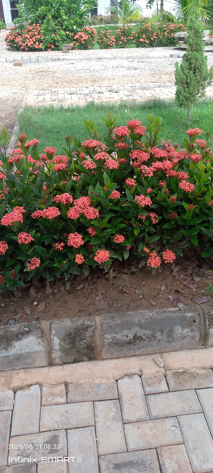 A medium shot captures a vibrant display of ixora flowers, a common flowering plant in Kakau, Nigeria, with bright pink-orange blossoms and lush green foliage. The flowers are densely packed, creating a colorful hedge that spans the width of the frame. They are bordered by a concrete curb and a pathway made of interlocking rectangular pavers, typical of urban landscaping in the area. Behind the flowers, a well-maintained lawn with short green grass leads to a gravel-covered area, punctuated by a small, conical evergreen tree. In the distance, more ixora bushes are visible, suggesting a planned garden or public space. The overall impression is one of a carefully tended outdoor environment, showcasing the beauty of local flora against a backdrop of urban infrastructure.