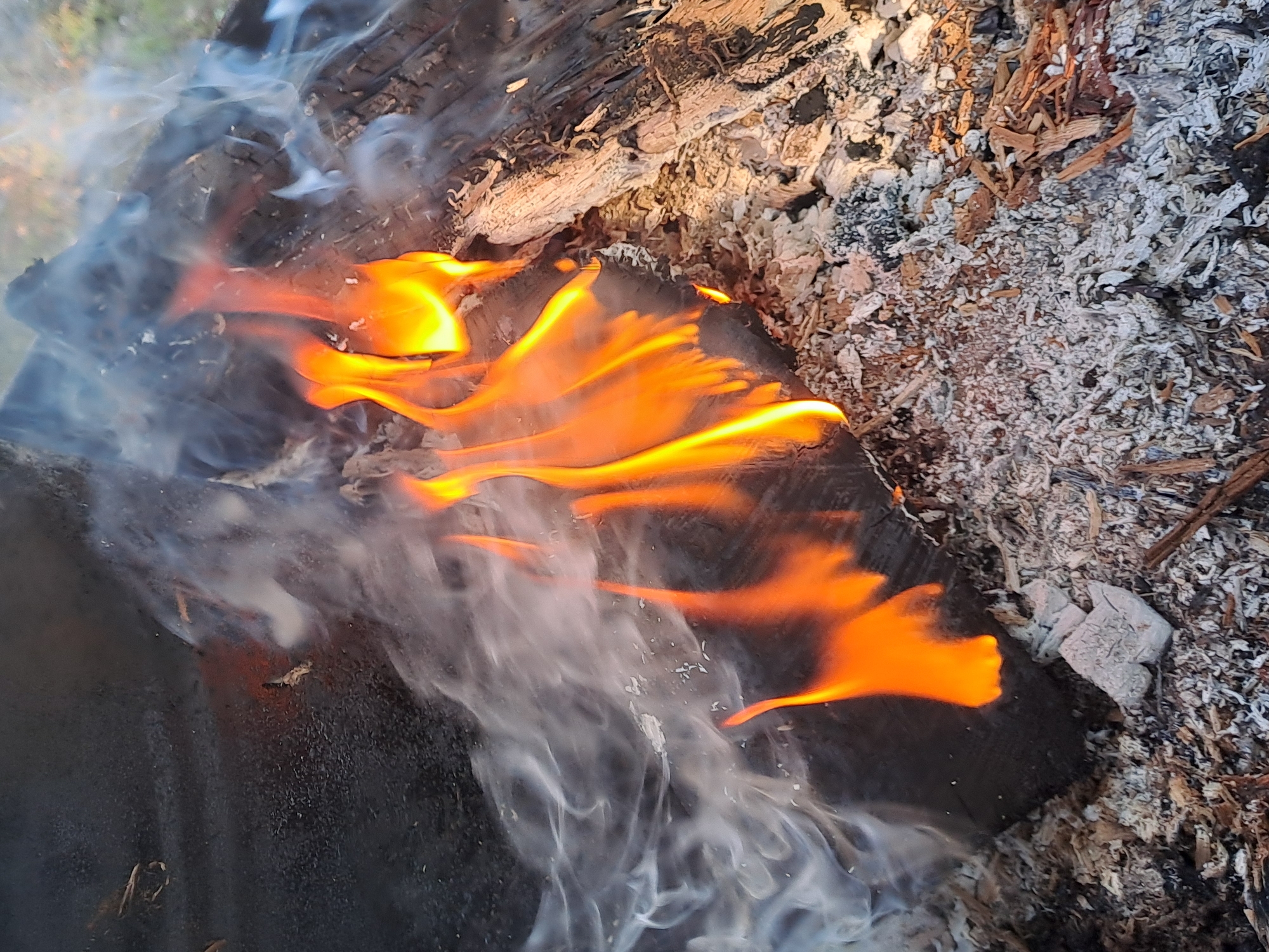 The image shows a close-up view of a campfire. Flames of various sizes and intensities are visible, predominantly in shades of orange and yellow, licking at charred pieces of wood. Wisps of white and gray smoke are rising and swirling around the flames and wood. The ground around the fire is covered in ash and small pieces of burnt wood. The background is blurred, but appears to be an outdoor setting with some greenery, possibly suggesting a park or natural area within or near the city of Polyanki, Russia. No people are present in the image.