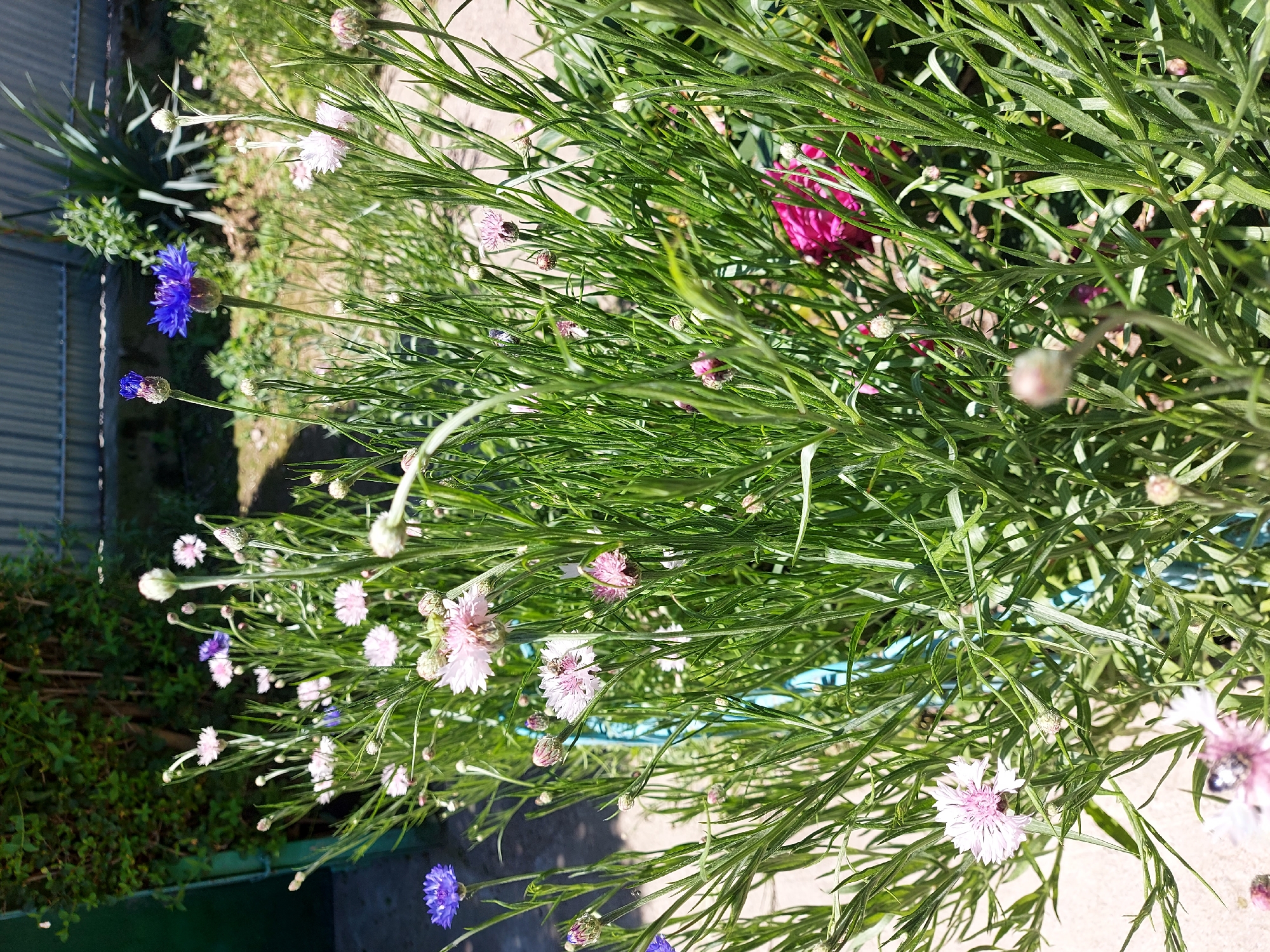 The image shows a flower garden in Tavaksay, Uzbekistan. The foreground is dominated by green foliage and a variety of flowers. Cornflowers, with their distinctive blue hue, are visible, as well as other flowers with white and light pink petals. Some flowers appear to be in bud form. The background shows a building on the left, and dirt ground on the right. The overall impression is of a well-tended garden in a natural setting.