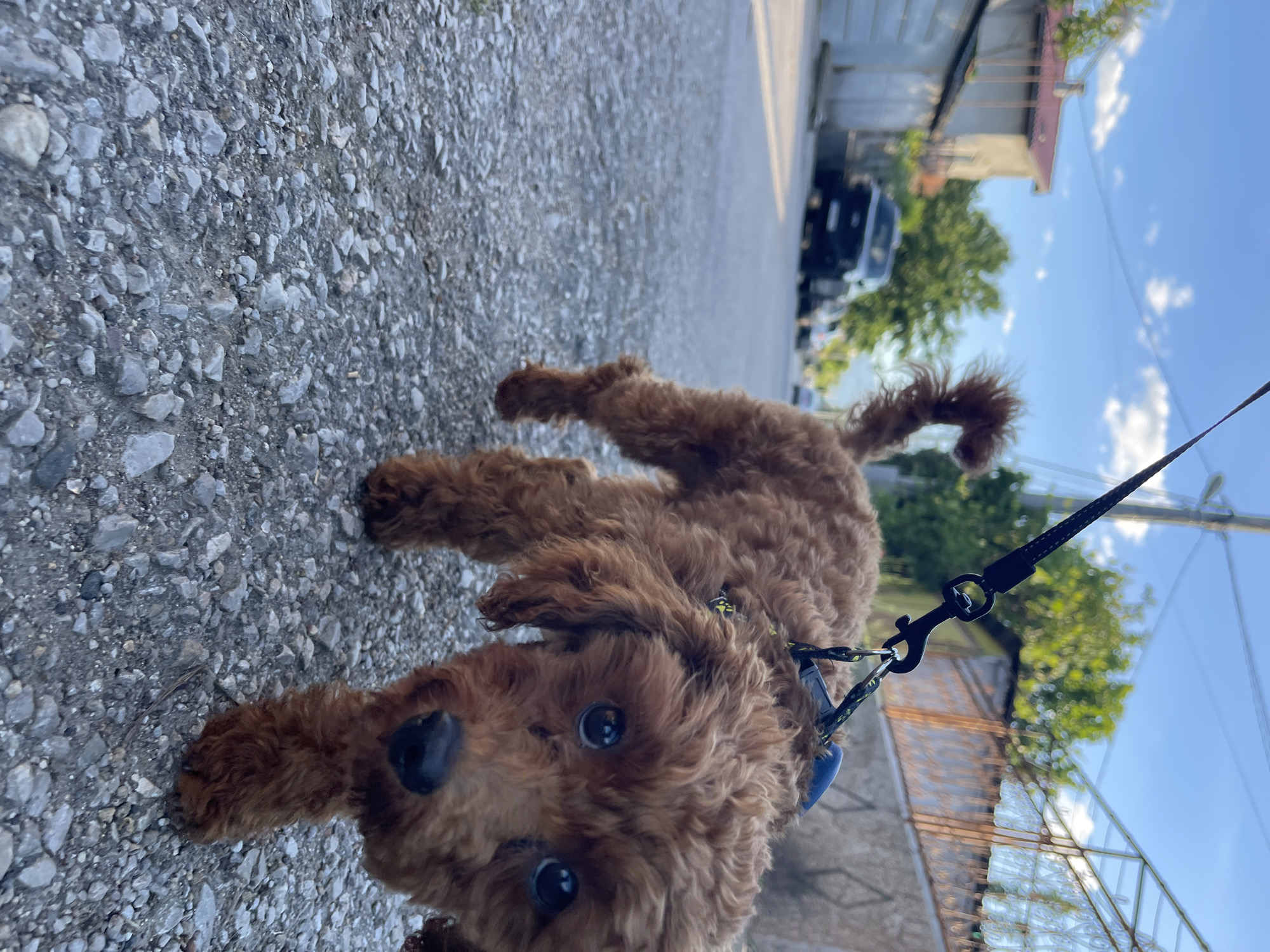 A medium-sized brown poodle is lying on an asphalt road. The leash is attached to its blue collar. In the background, a black car is parked on the side of the road near a building with a red roof. The sky is visible with light clouds. This photo was taken in Sofia, Bulgaria.