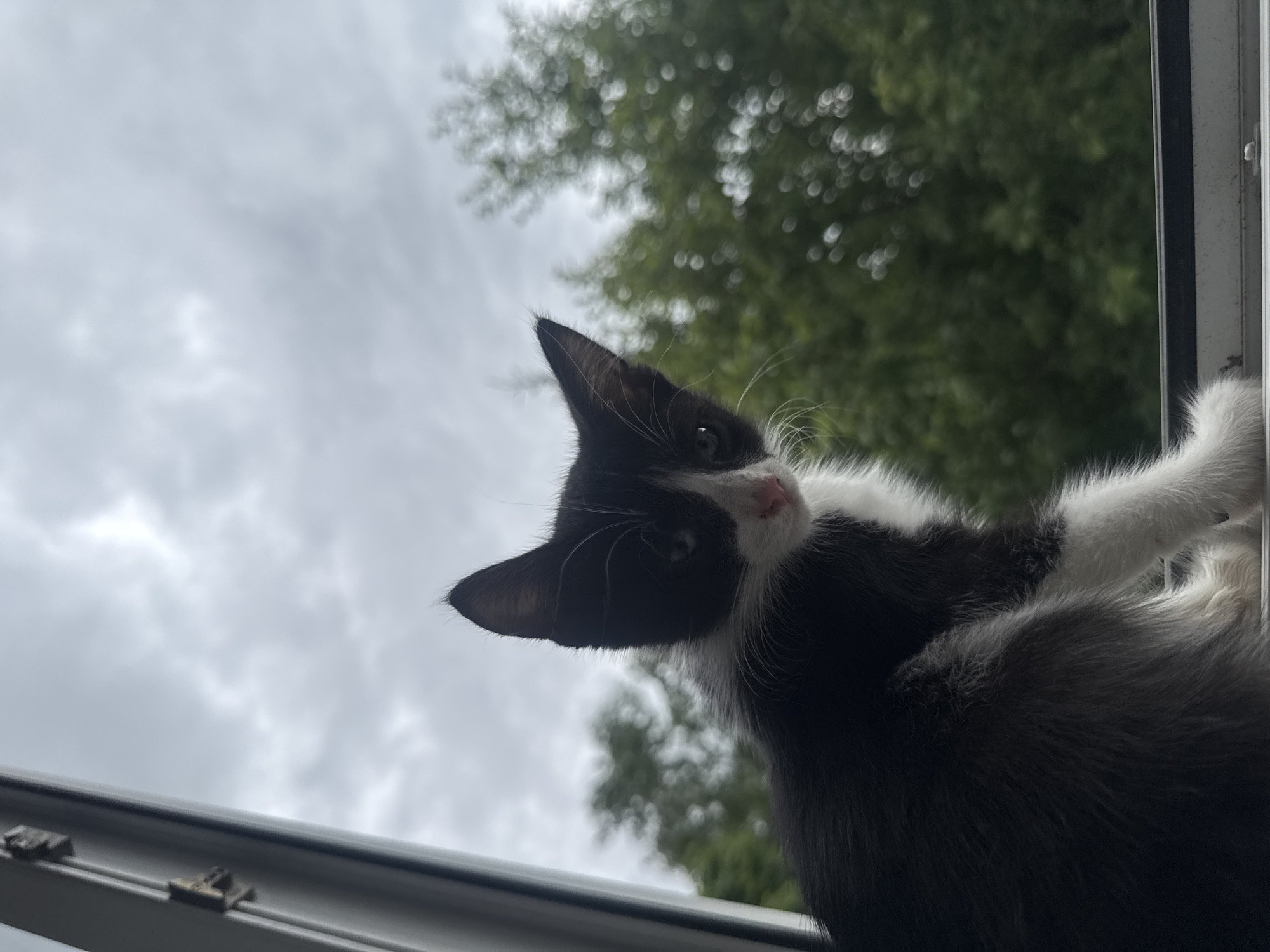 A low-angle, close-up shot features a black and white kitten peering from a window frame, its body mostly obscuring the view. The kitten's head is tilted, and its large, alert eyes are directed towards the camera. Its whiskers are prominent, and its pink nose stands out against its dark fur. The kitten's fur is fluffy and soft-looking, with distinct black and white markings. One of its front paws is visible, resting on the window frame.
The background is dominated by a cloudy, overcast sky, suggesting a muted or possibly rainy day. The upper portion of the image shows blurred green foliage, likely trees outside the window, out of focus and creating a soft, bokeh effect. The window frame itself is visible in the foreground, with visible hardware details. The perspective is from below the kitten, looking up, giving a sense of the kitten's dominance or perhaps its playful curiosity as it looks down. No text is visible in the image.