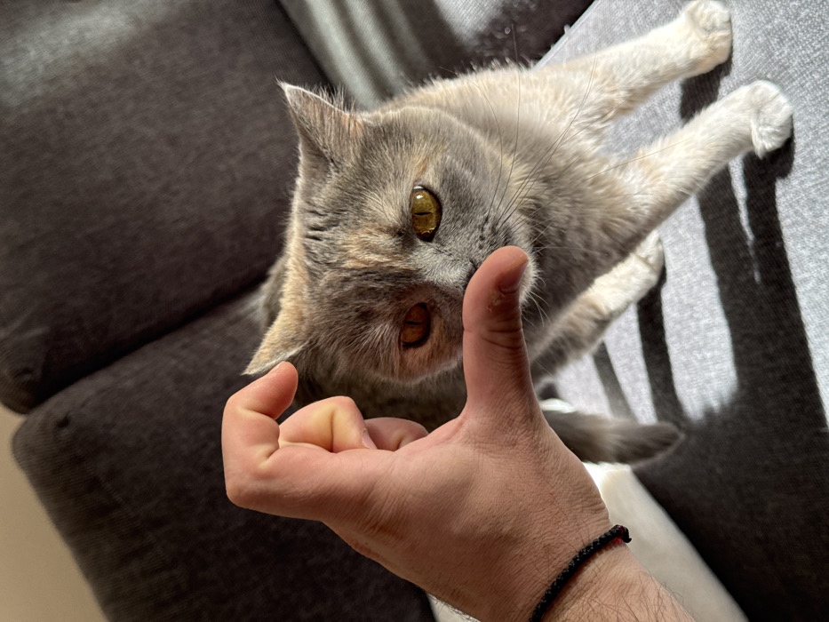 An indoor scene in Sofia, Bulgaria, depicts a light-skinned male hand interacting with a dilute calico domestic cat. The hand, wearing a black and red string bracelet on the left wrist, is positioned in a heart shape, with the thumb placed near the cat's snout and the index finger near its right ear. The cat, exhibiting grey, cream, and light orange fur patterns, possesses prominent amber-gold eyes and is looking directly forward. It appears to be standing or crouching on a light grey fabric surface. In the background, a dark grey upholstered sofa or cushion is visible. Natural light sources create distinct shadows across the grey fabric, indicating an interior setting illuminated by sunlight.