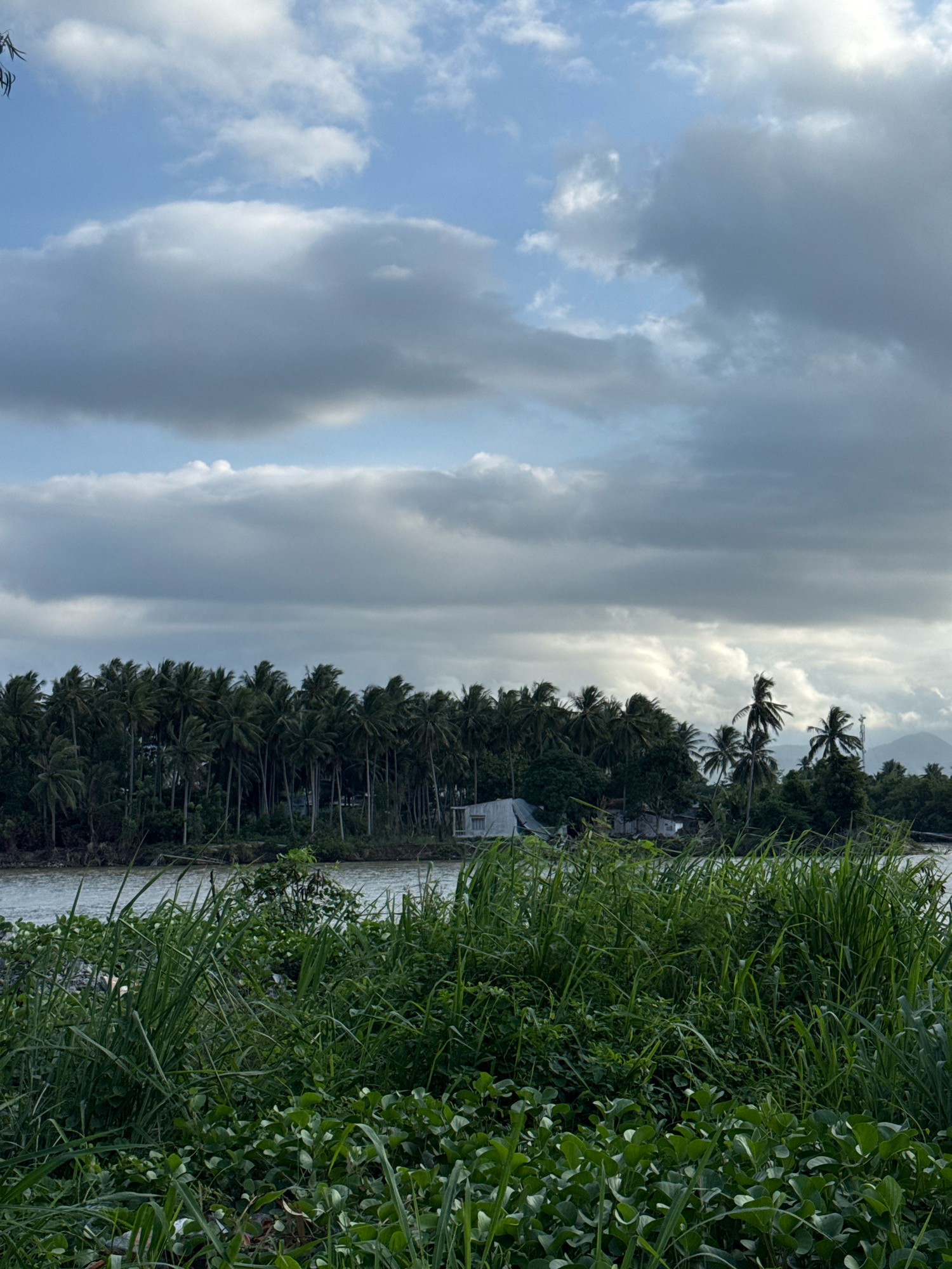 This is a photograph of a tropical coastline, likely in Nha Trang, Vietnam, characterized by lush greenery and a cloudy sky. In the foreground, dense, tall grass and broad-leafed plants, some appearing to be water hyacinth, crowd the edge of a body of water. The water itself appears calm and murky.
Across the water, a shoreline is densely populated with palm trees, their fronds swaying slightly, suggesting a gentle breeze. Behind the palm trees, some structures are visible, including what appears to be a white tarp-covered building or shelter, and other small buildings that suggest a small settlement or village. Further in the background, the land rises into rolling hills or mountains, partially obscured by the overcast sky.
The sky is filled with dramatic, large clouds, some dark and heavy, others lighter and more diffused, indicating an overcast or potentially stormy day. The overall impression is one of a natural, somewhat wild coastal environment with evidence of human habitation. The lighting suggests it is either early morning or late afternoon, with diffused light due to the cloud cover. There are no people or animals visible in the frame.